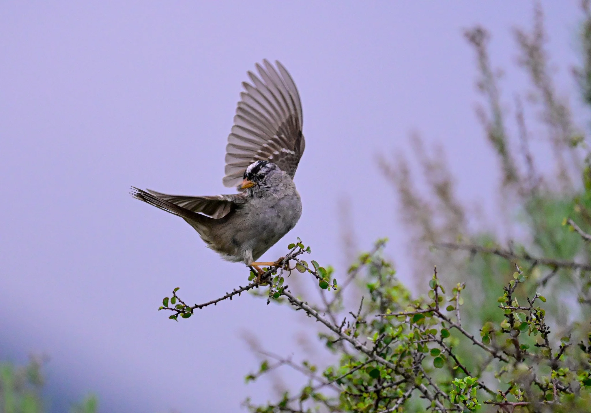 white-crowned sparrow