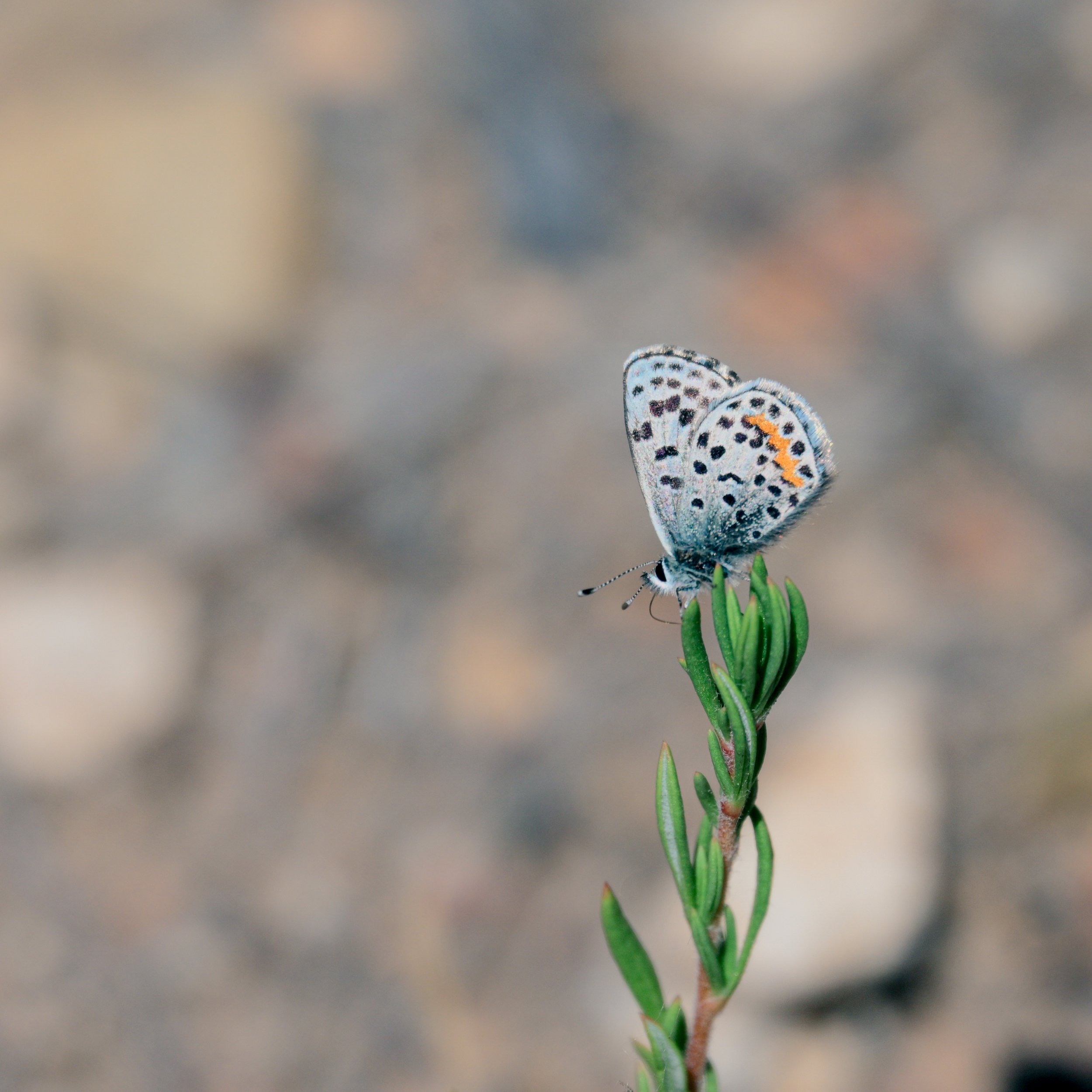_Z637942.jpg