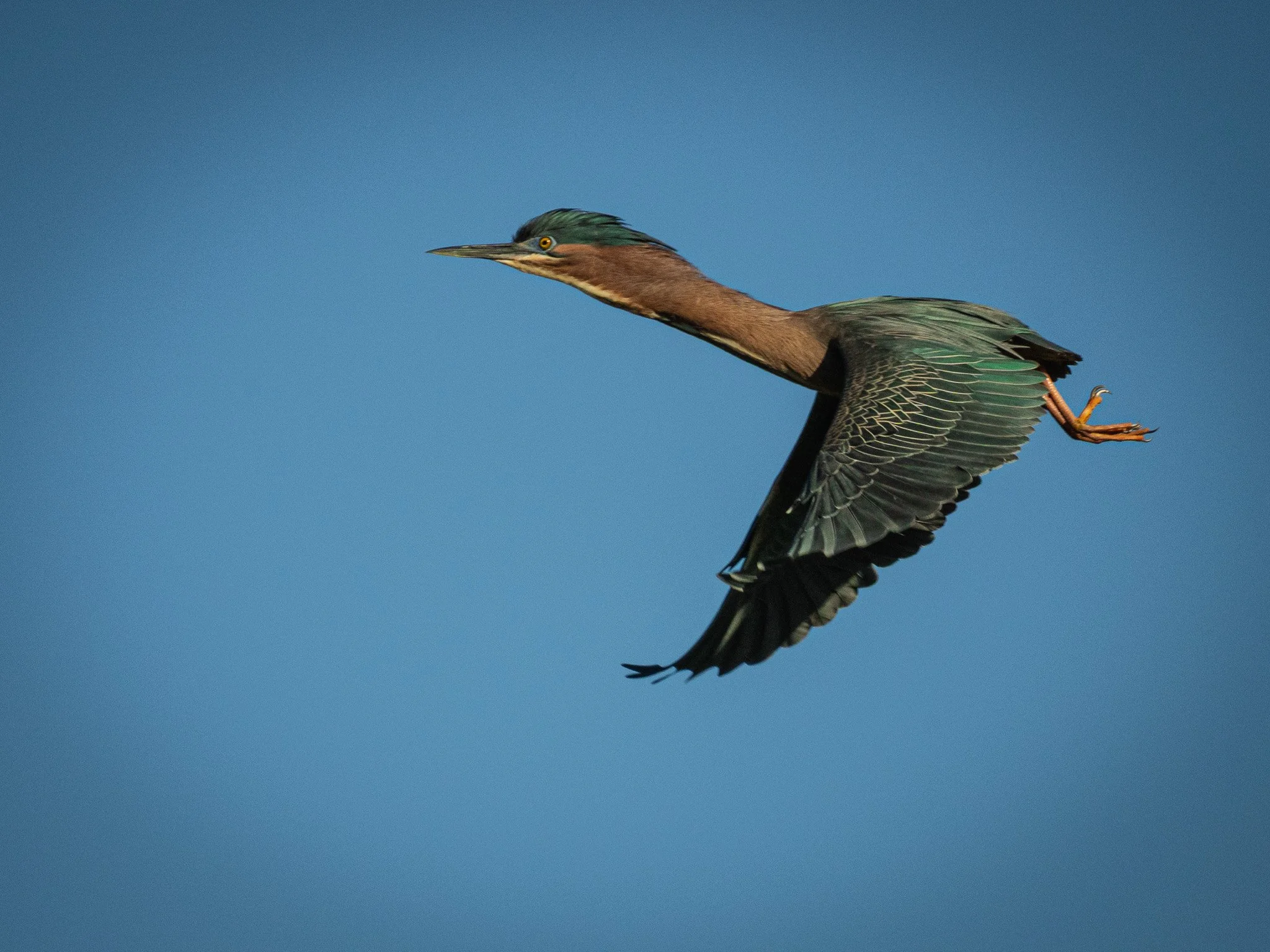 green heron