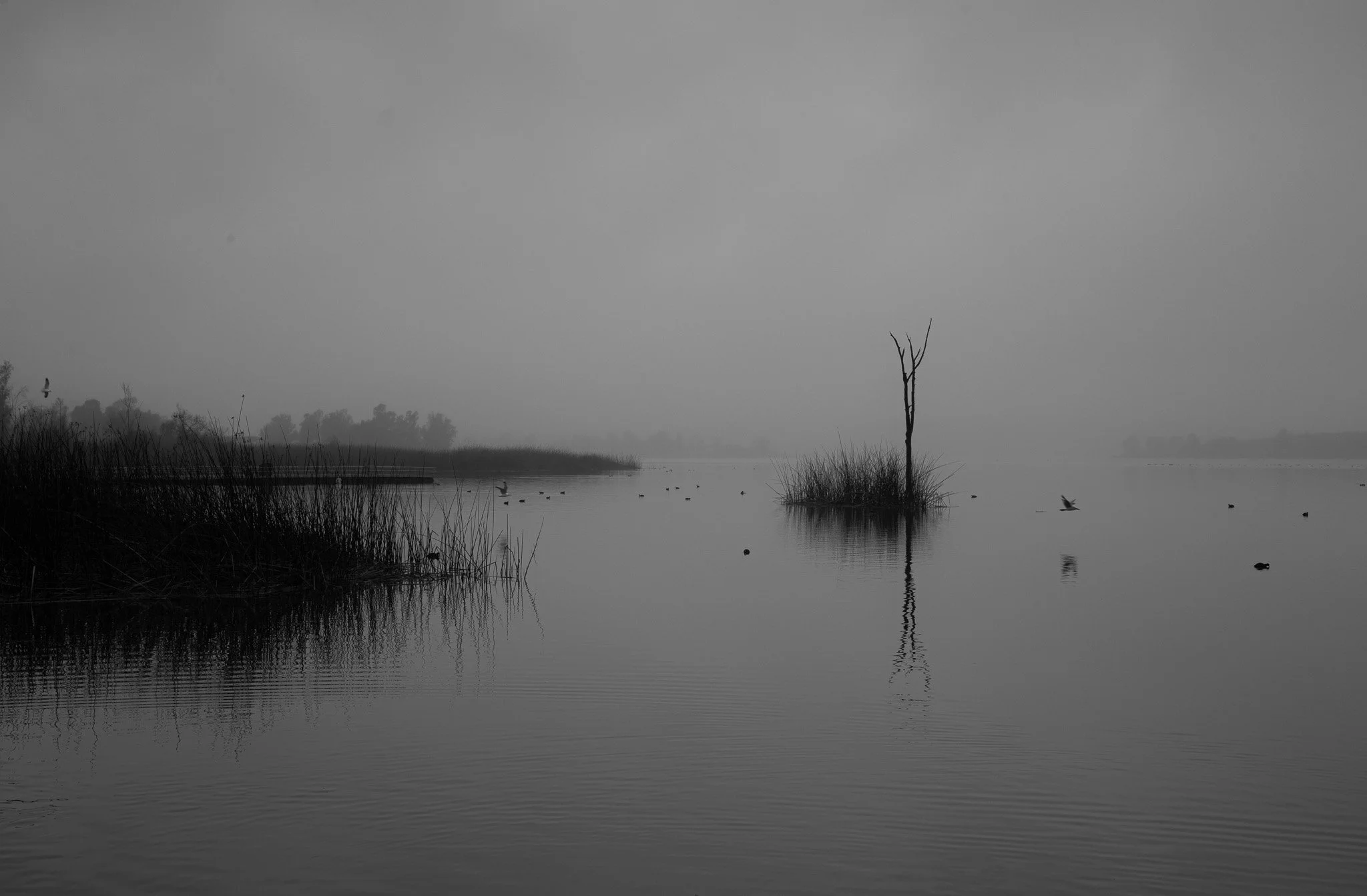 Z63_6926.jpg