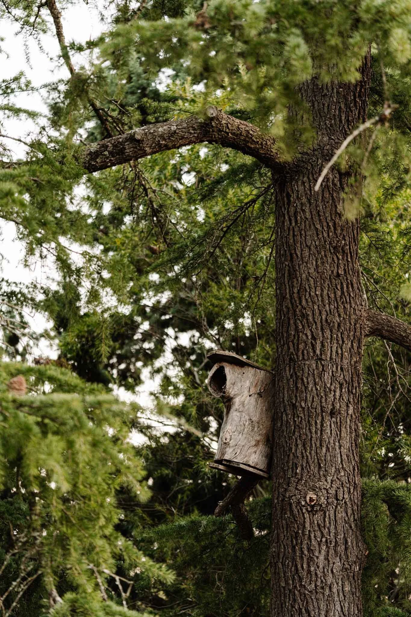 Nest box in tree tilt-scroll