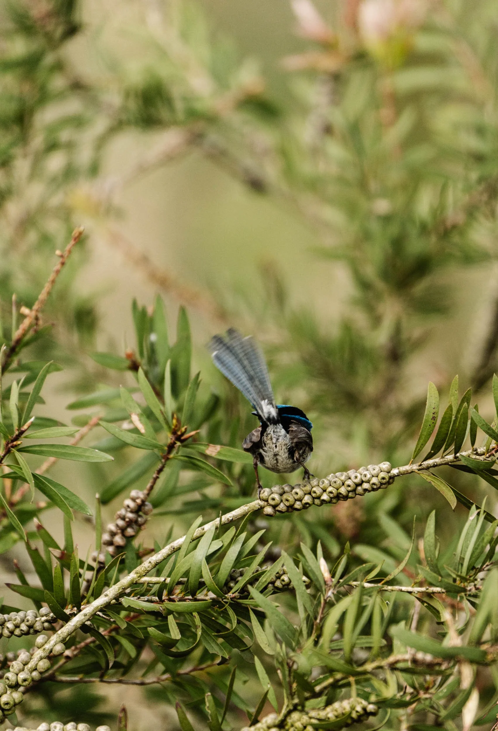 Gippsland_Jan 2023_low res-5.jpg