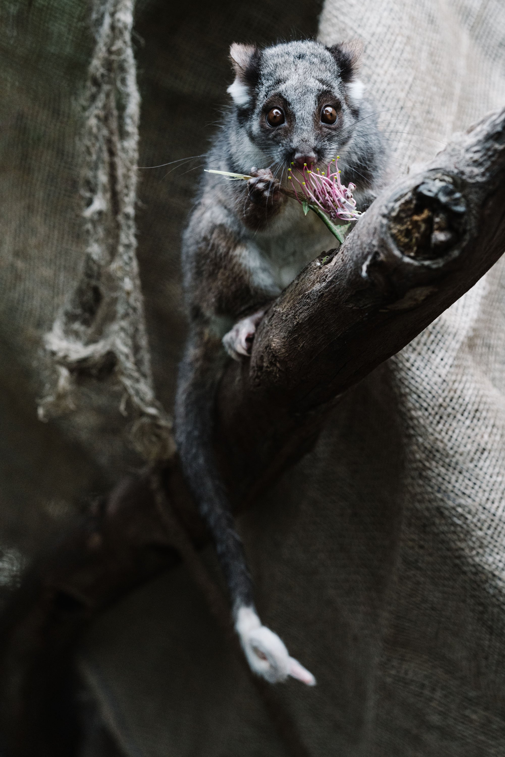 Cliffy the ring tail possum_low res-1.jpg