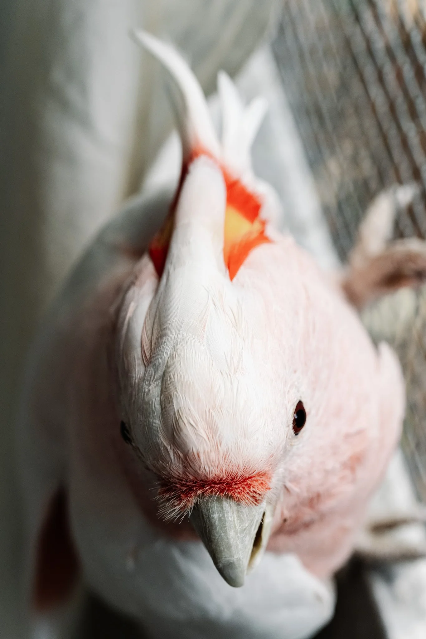 Prints for Wildlife (extras)_low res-103.jpg