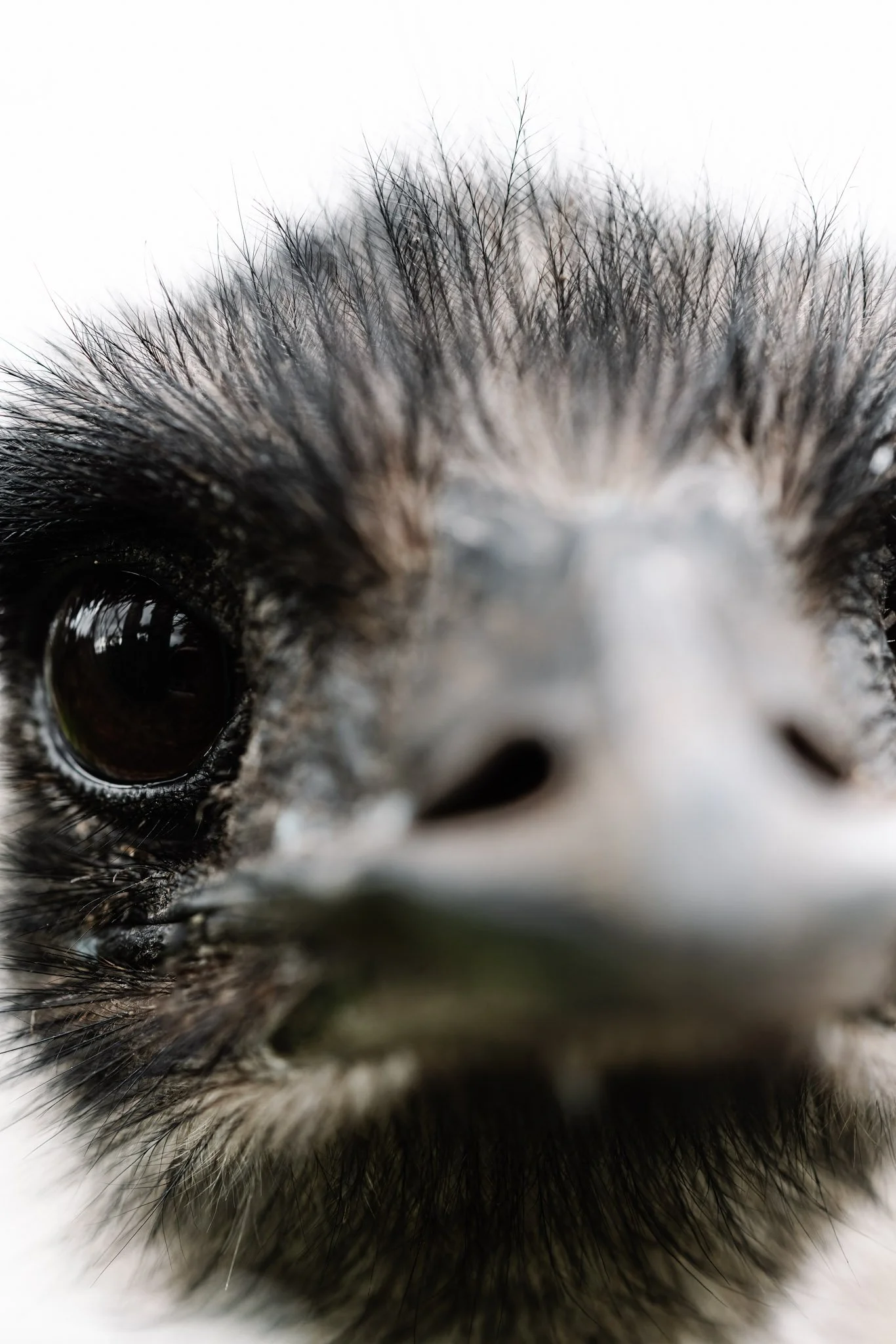 Prints for Wildlife (extras)_low res-108.jpg