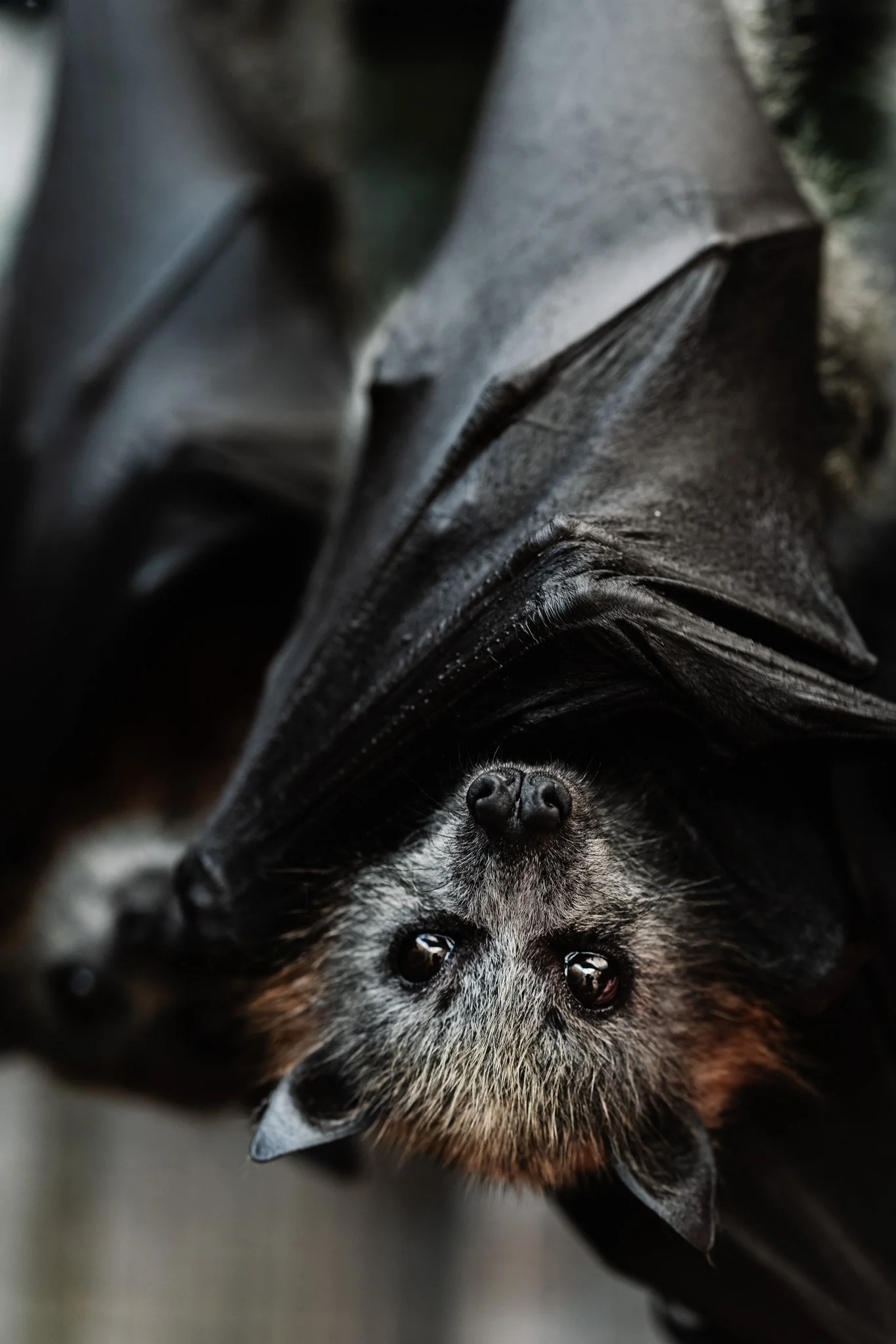 Prints for Wildlife (extras)_low res-059.jpg