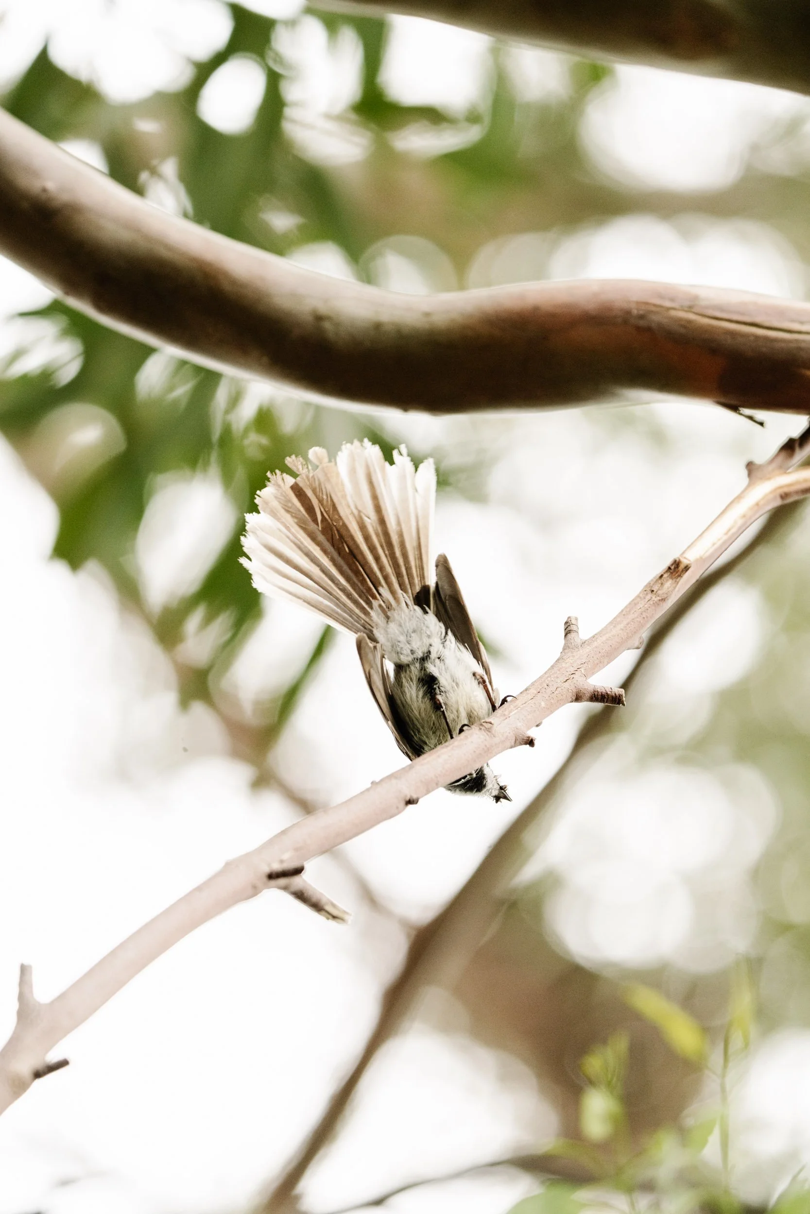 Bird bum tilt-scroll