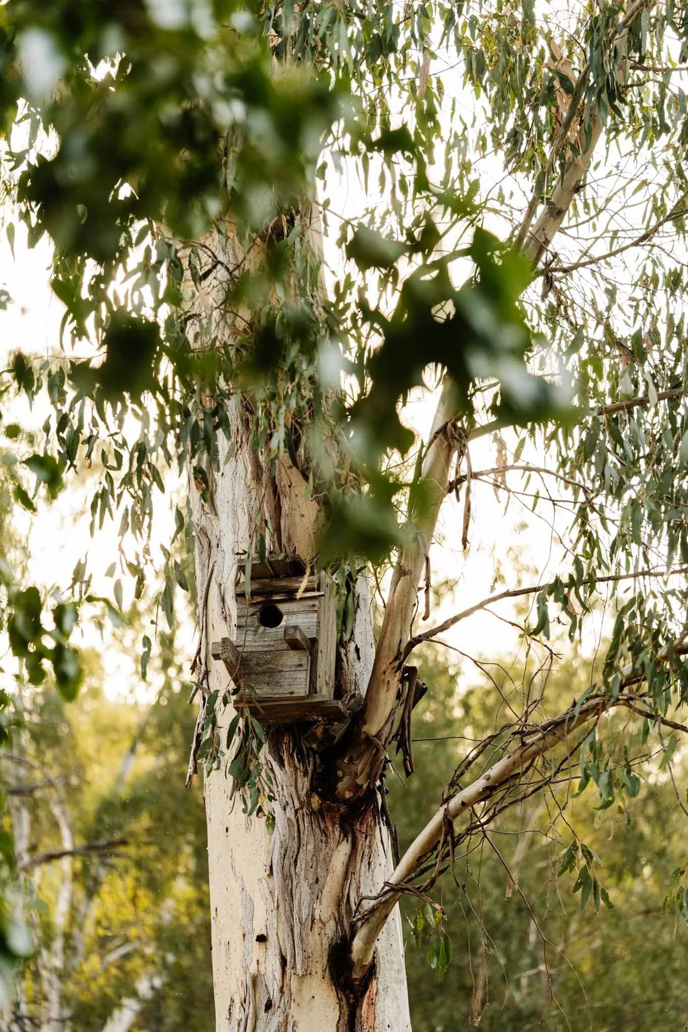 A wooden birdhouse attached to a tall tree with green leaves and branches in a natural outdoor setting.