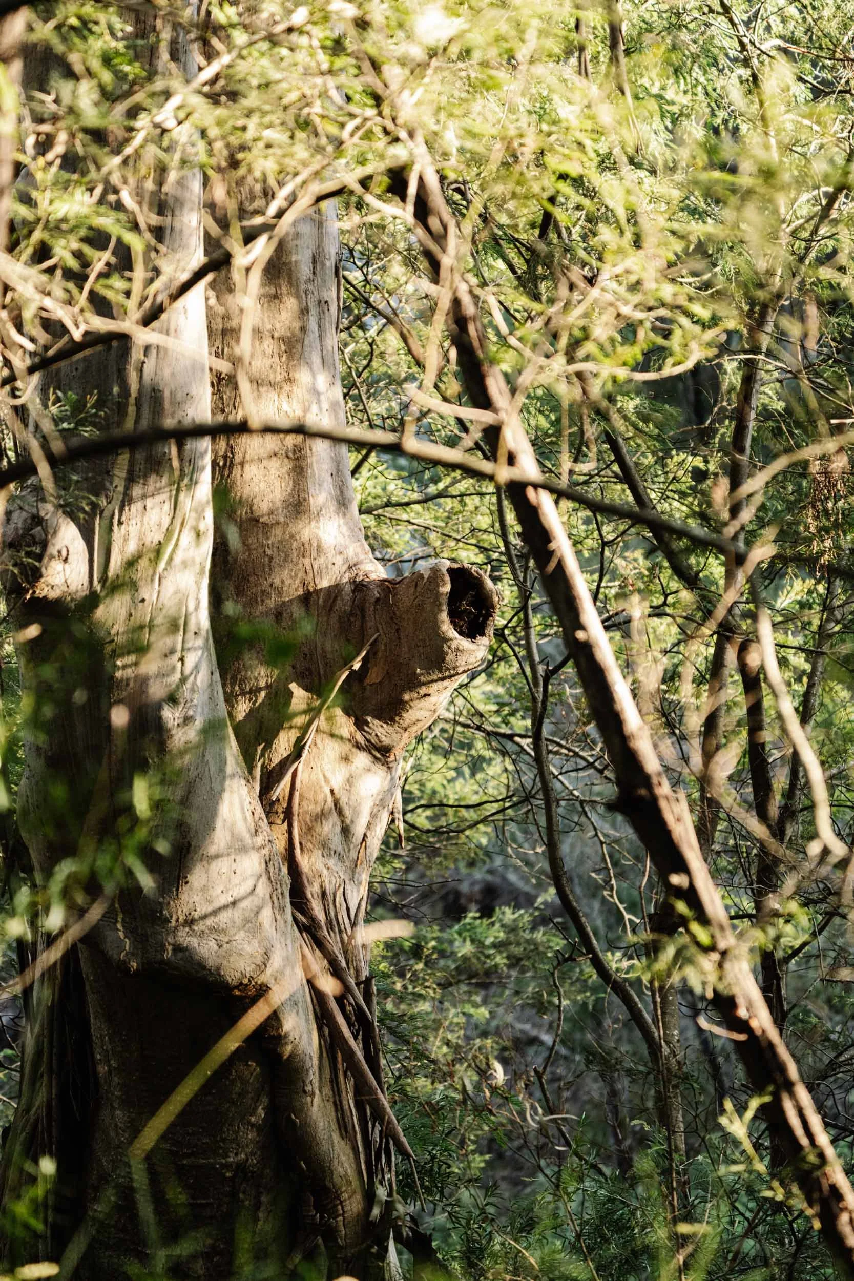 Tree hollow tilt-scroll