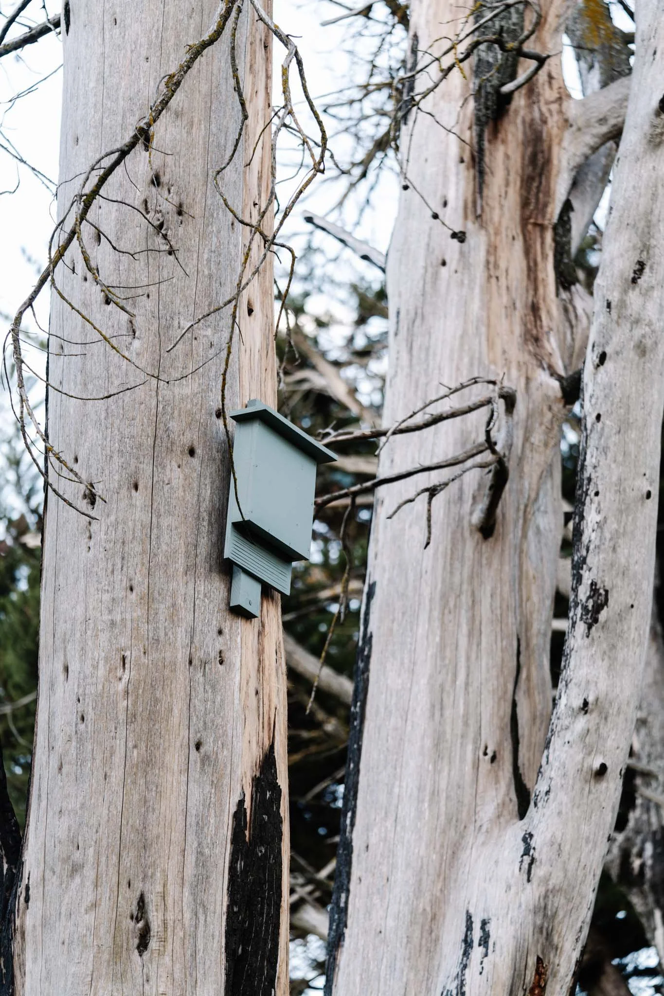 Microbat nest box flip-target