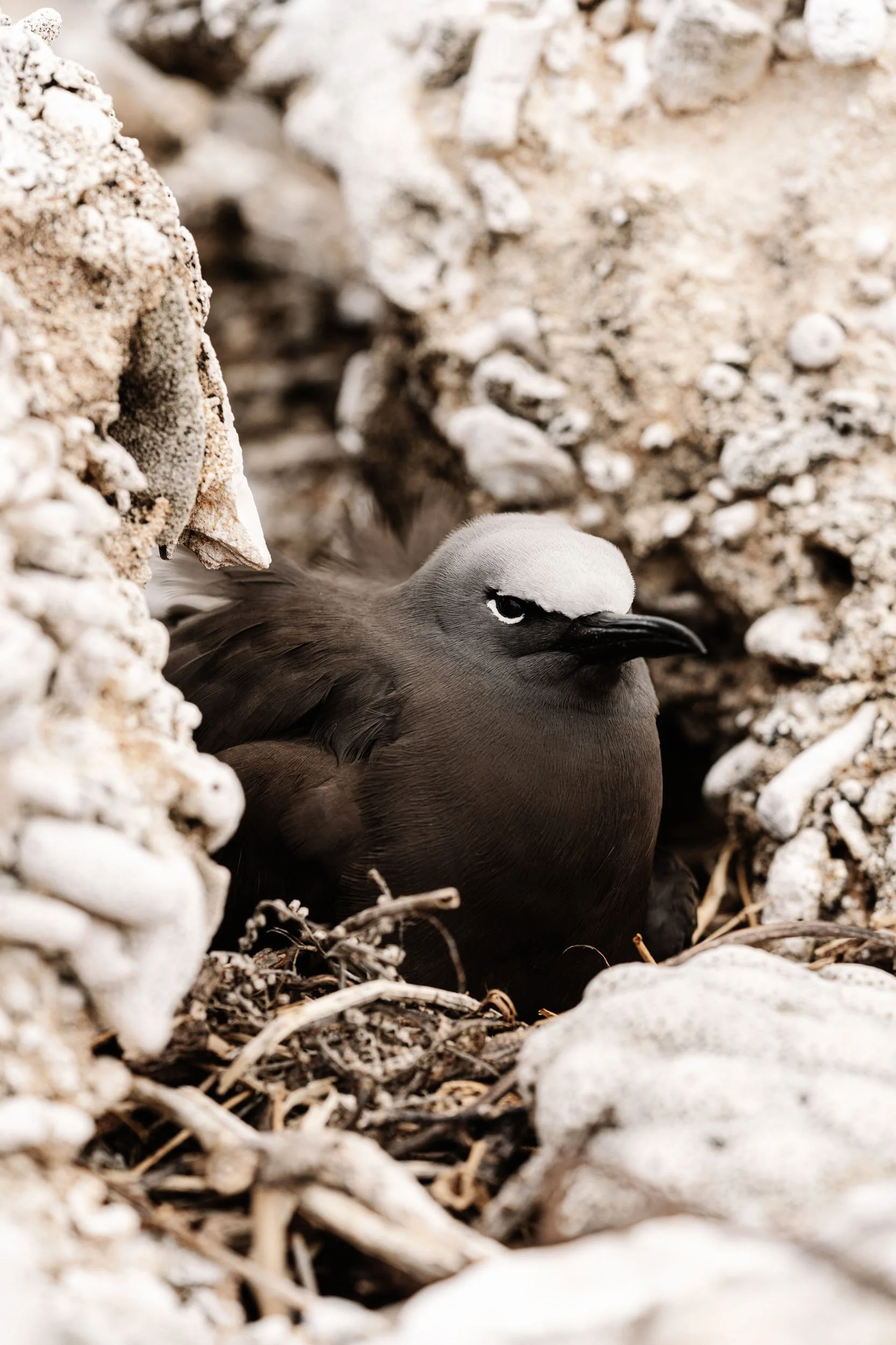 A sooty shearwater chick nestled among rocks and debris on a rocky coastline.
