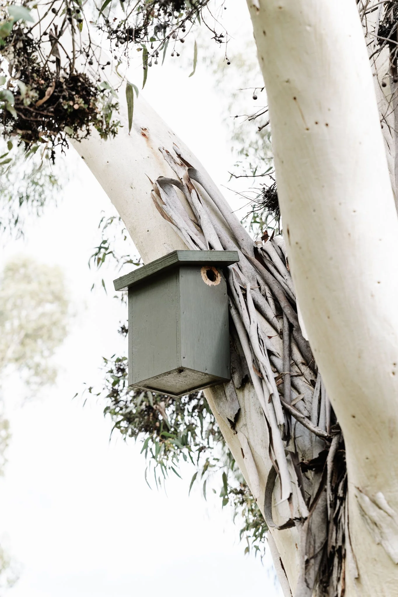 nest box in tree
