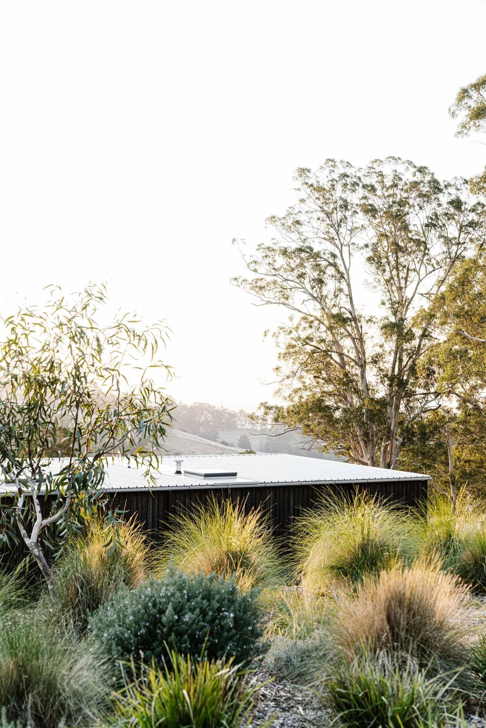 House sitting amongst bush