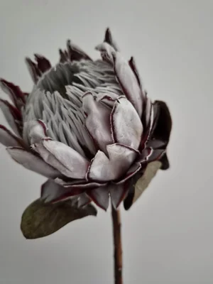 Rust and cream dried arrangement with grey ribbon