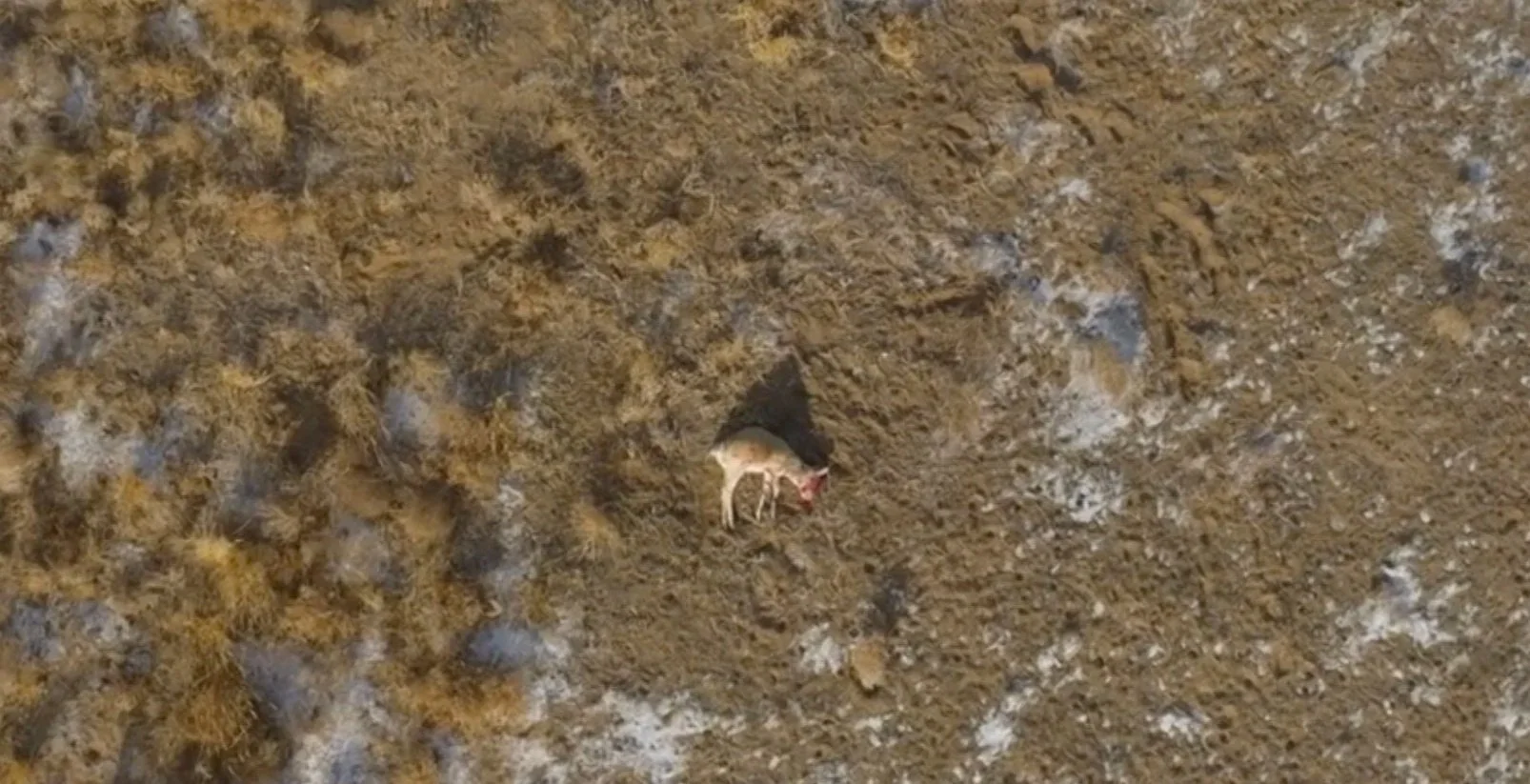 Mongolian gazelles / "Arid Heart" / Sequence drone operator