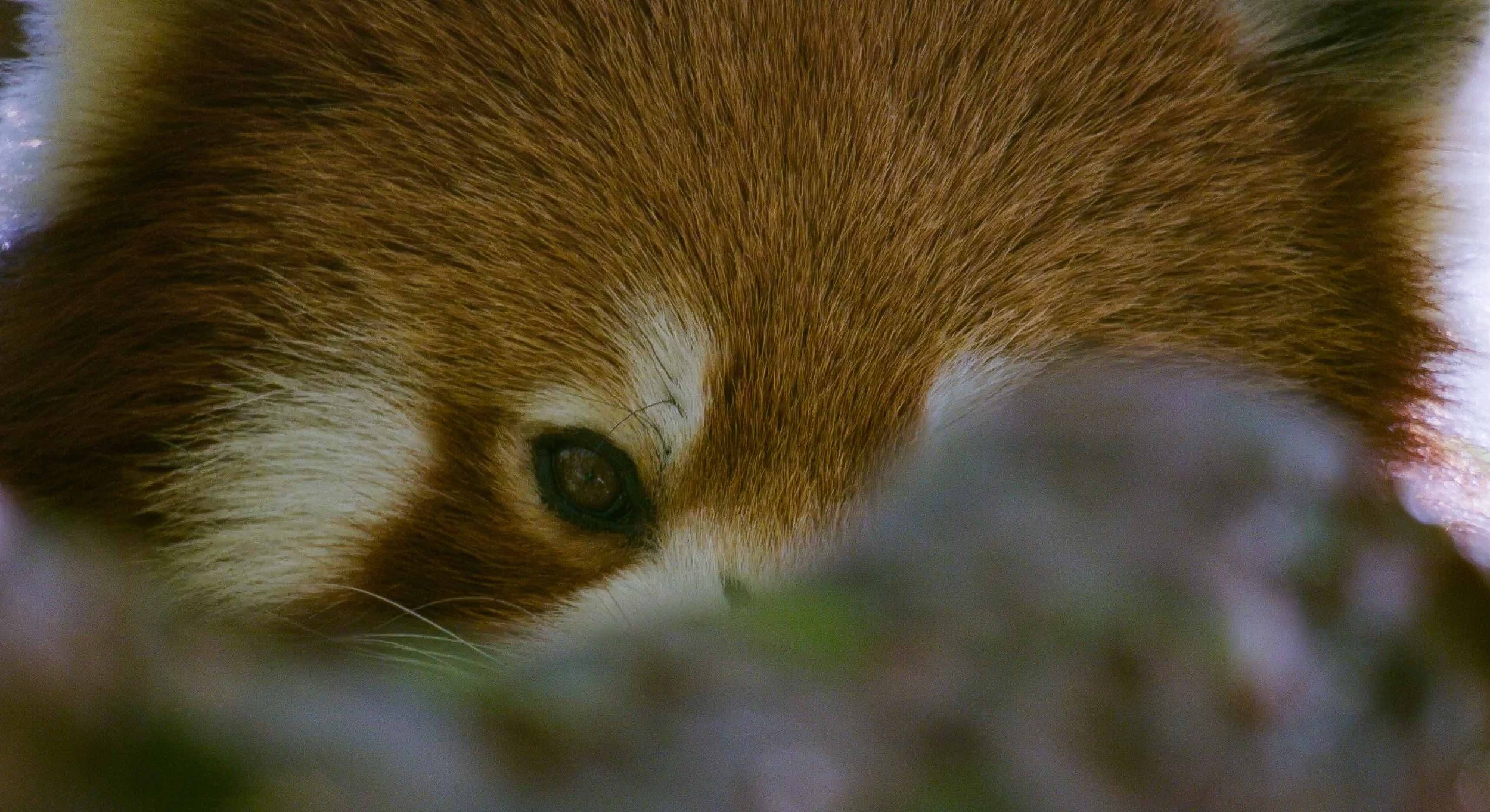 red-panda-CU-BBC-NHU-Asia-02.jpg