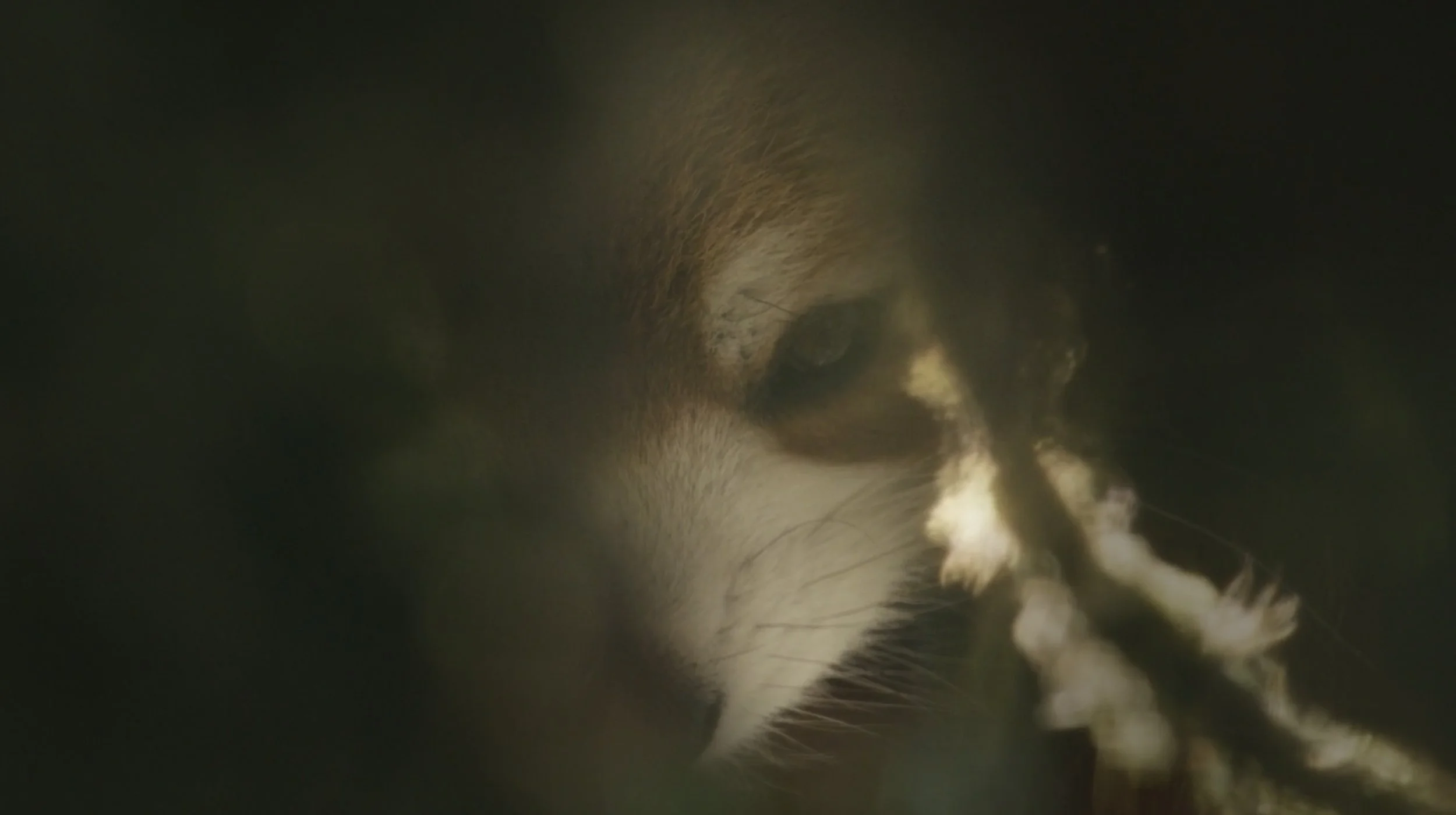 Red pandas / "Above the Clouds" / Cinematographer