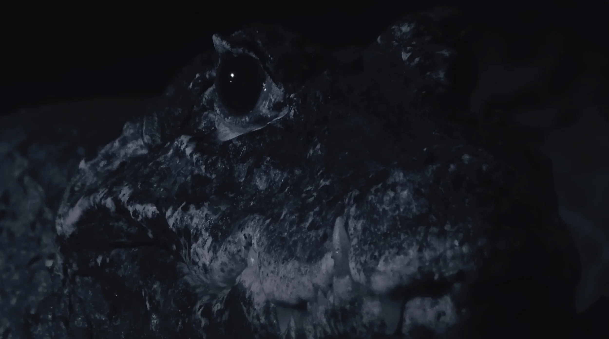 Cave crocodiles / "Crocs" / Sequence camera operator & IR lighting