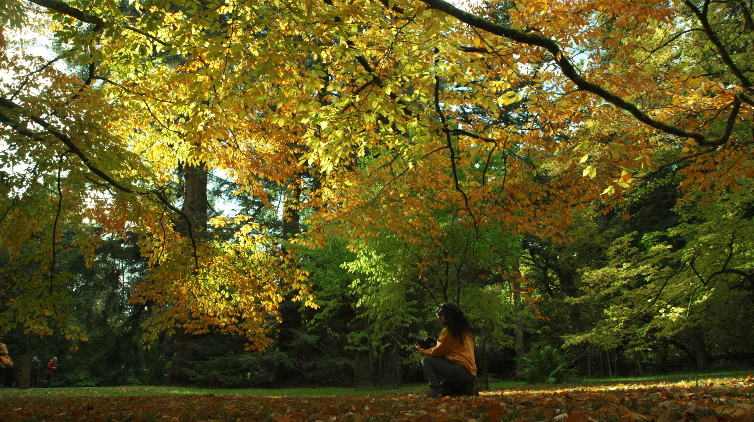 westonbirt_forest_wide.png
