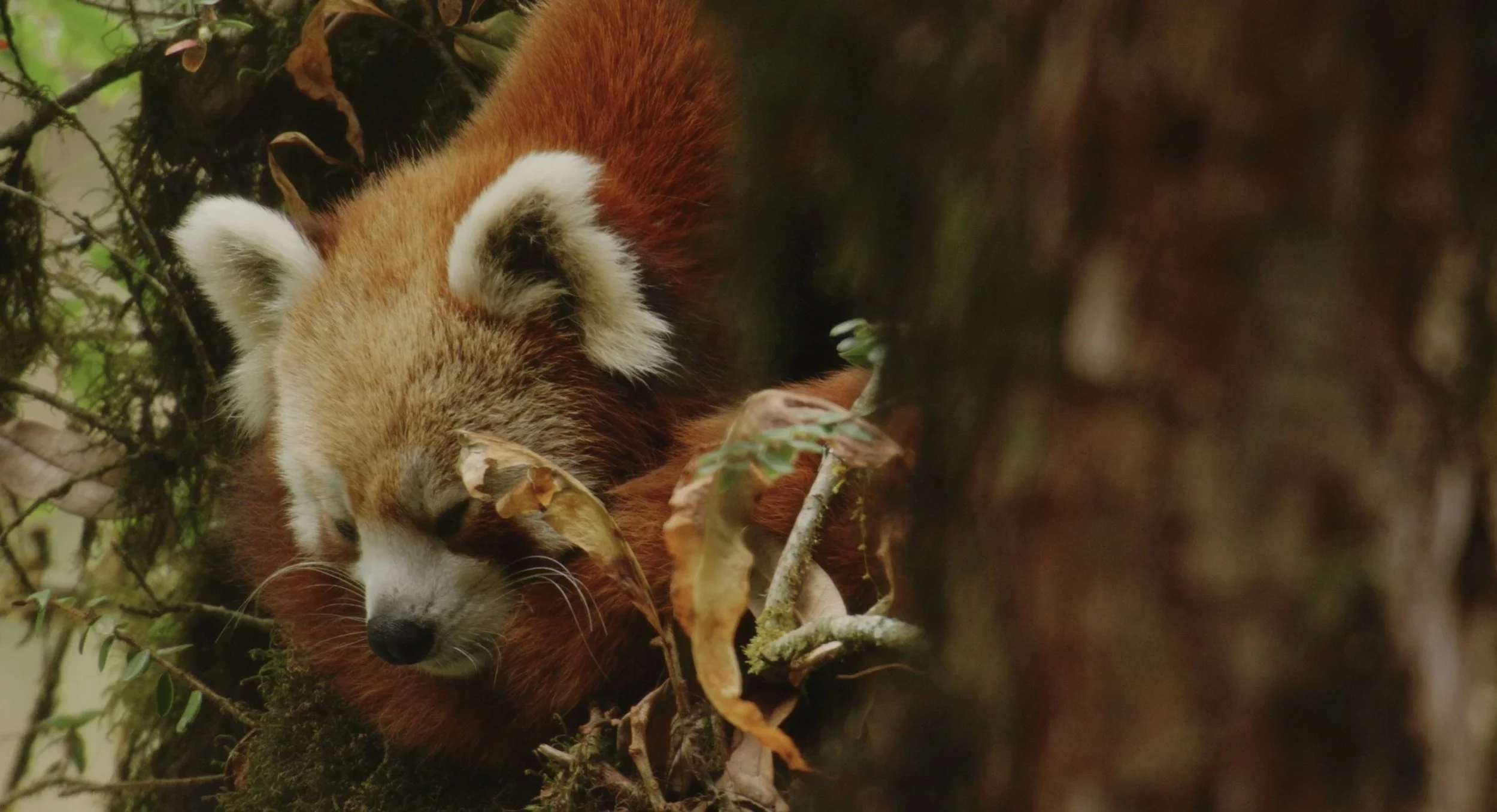 red-panda-mid-BBC-NHU-Asia-03.jpg