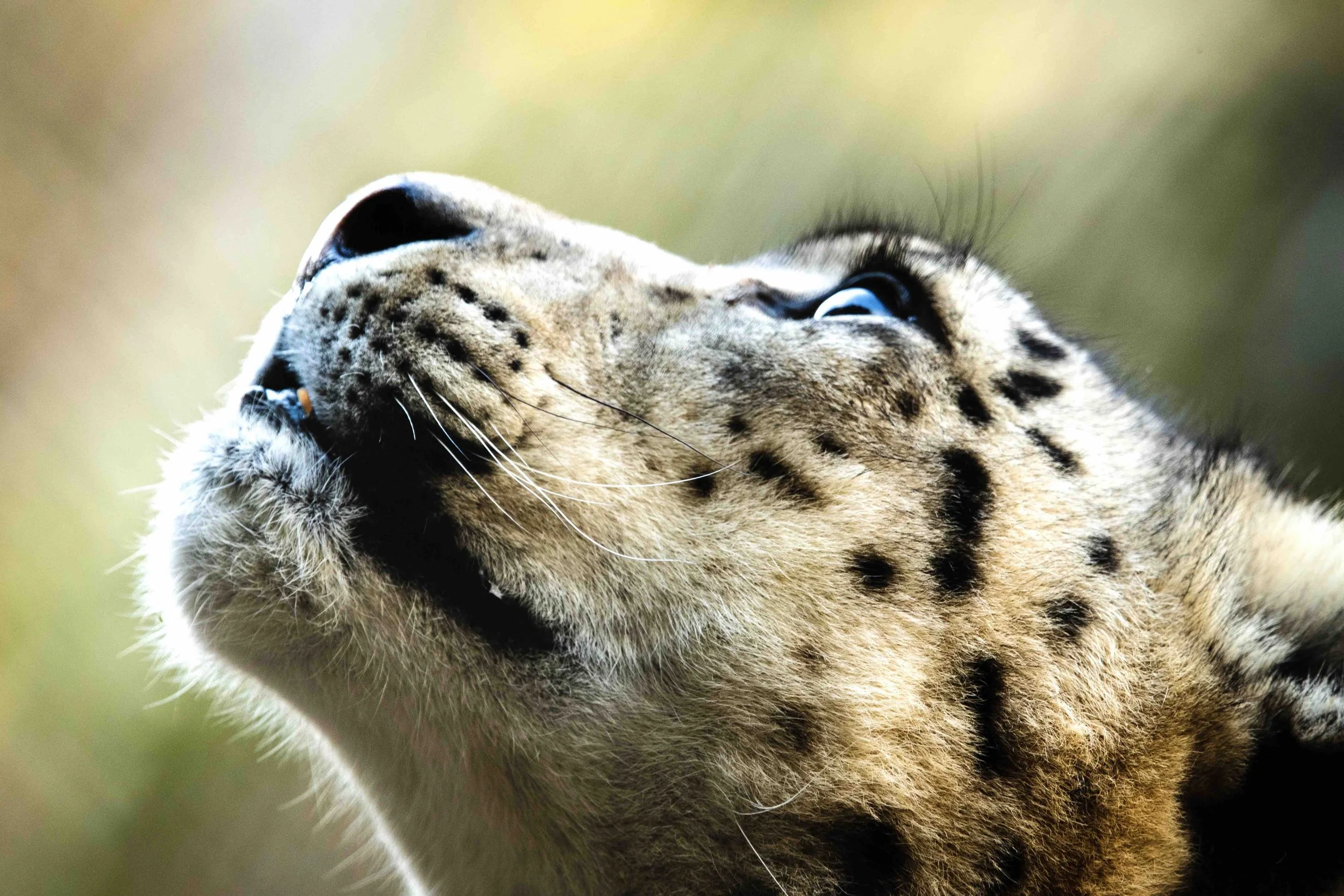 Snow leopards / "Cats" / Sequence camera operator
