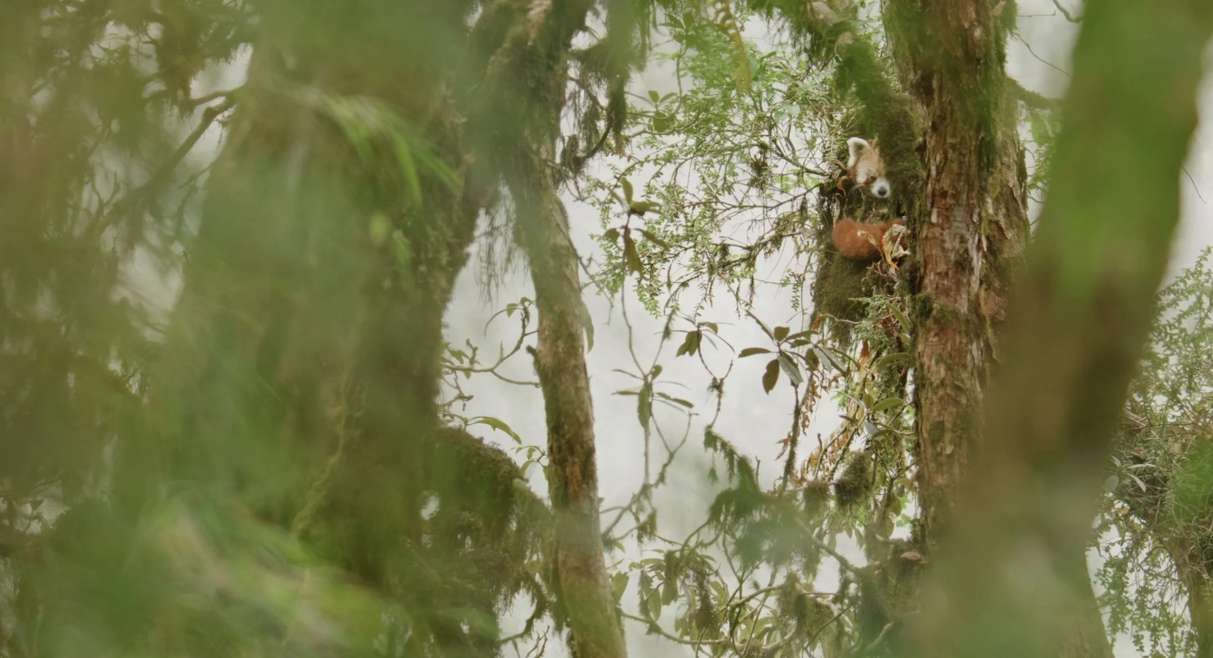 red-panda-wide-BBC-NHU-Asia-03.jpg