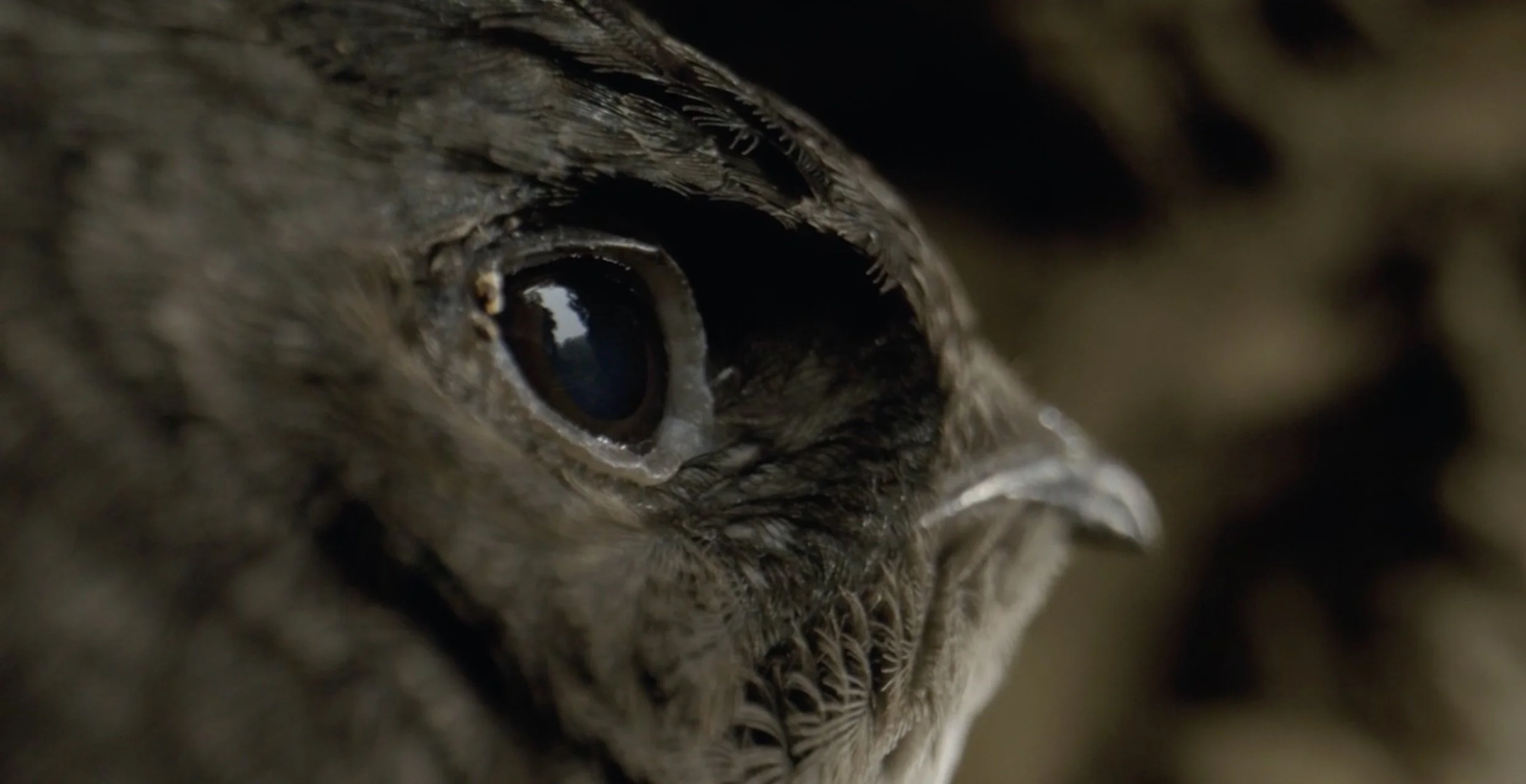 Cave swifts / "Above the Clouds" / Sequence camera operator