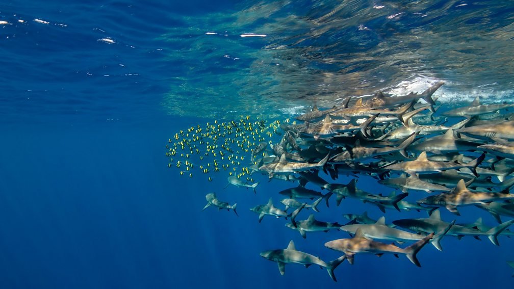 Shark hunt / "Beneath the Waves" / Sequence drone operator