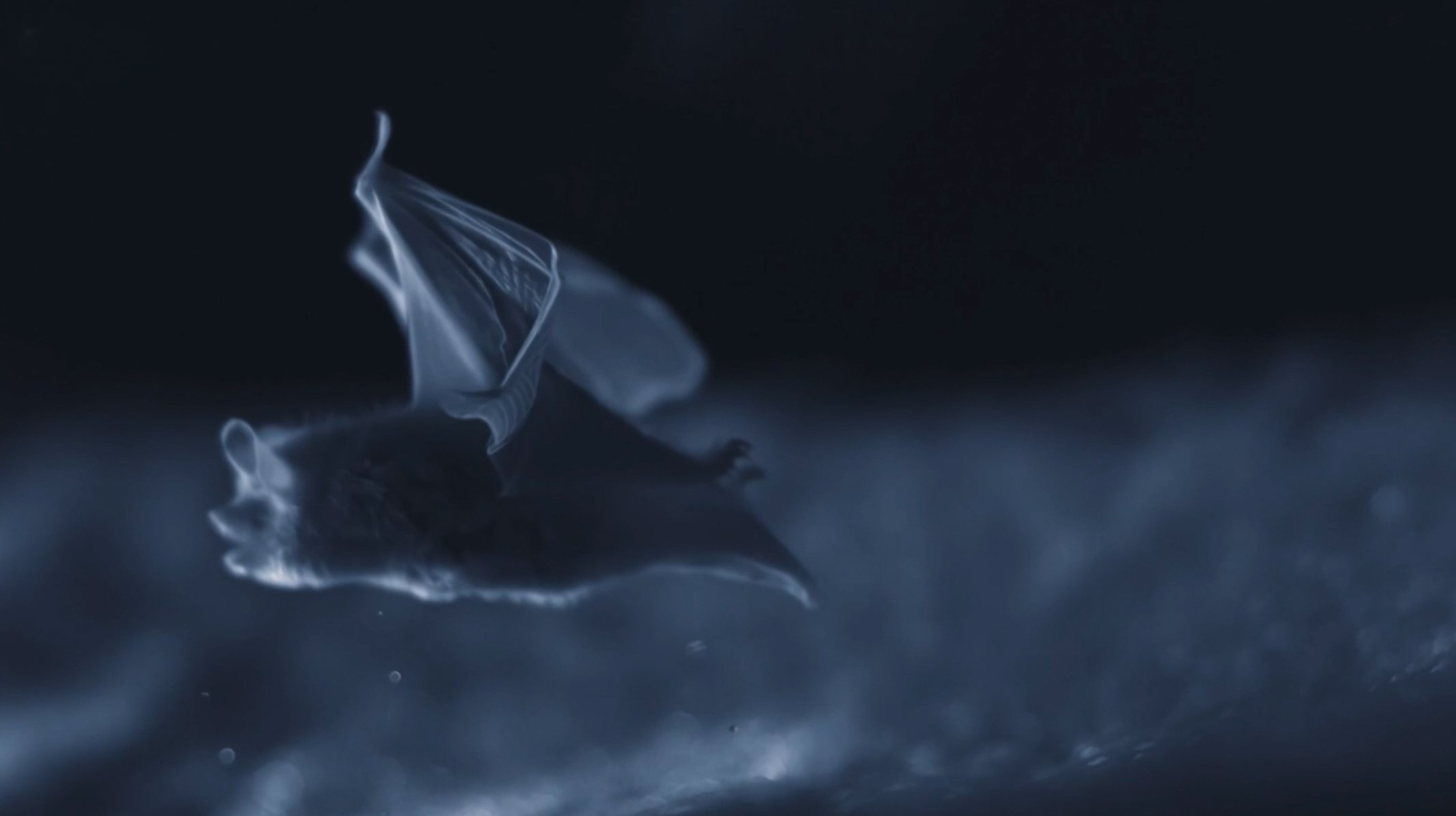 frozen-bats-wide-BBC-NHU-Asia-02.jpg