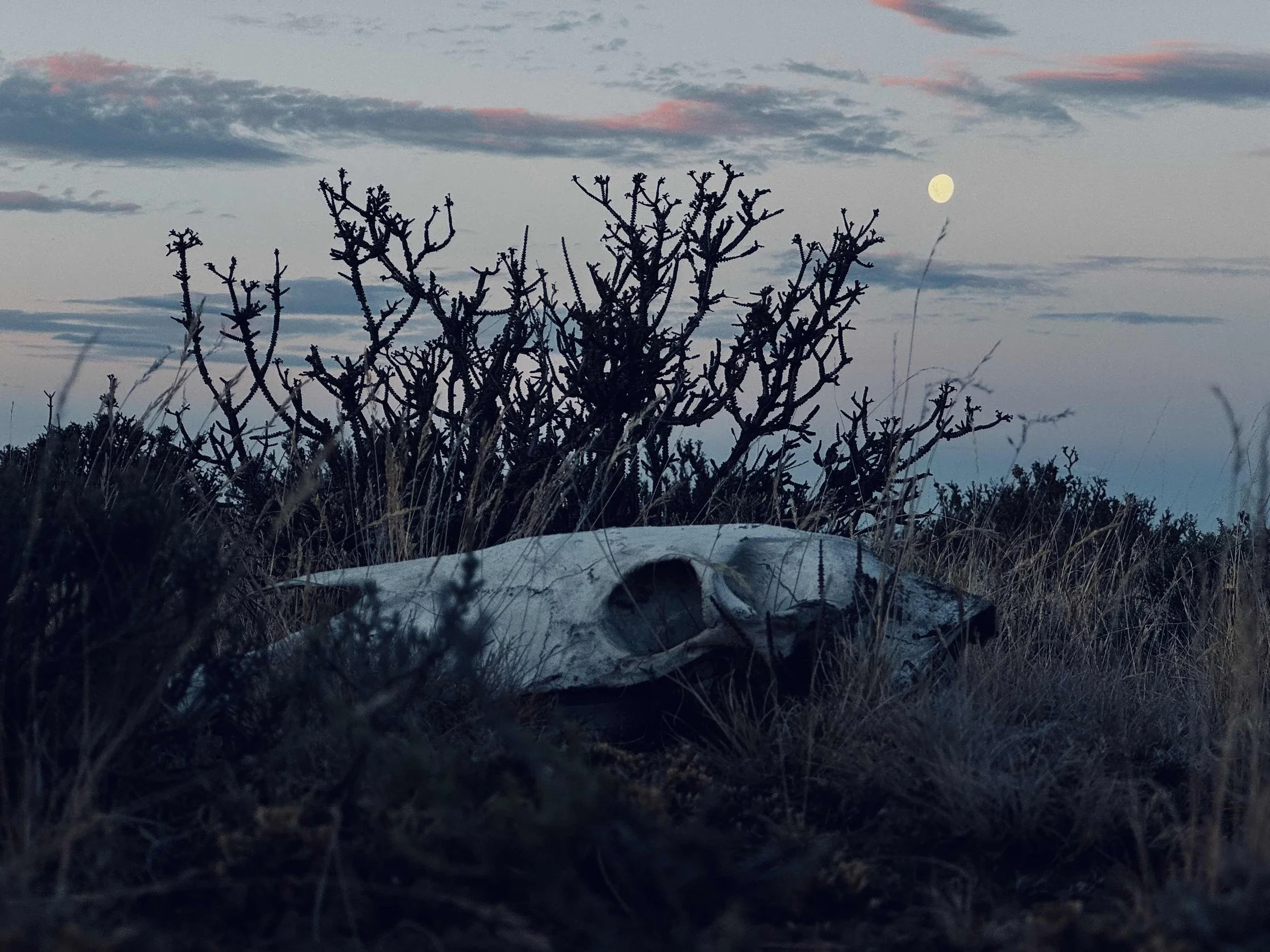 Argentina / Sequence cinematographer