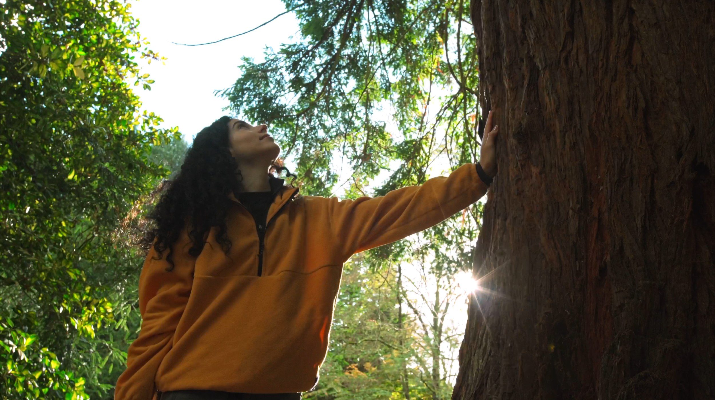 westonbirt_sequoia_look.png