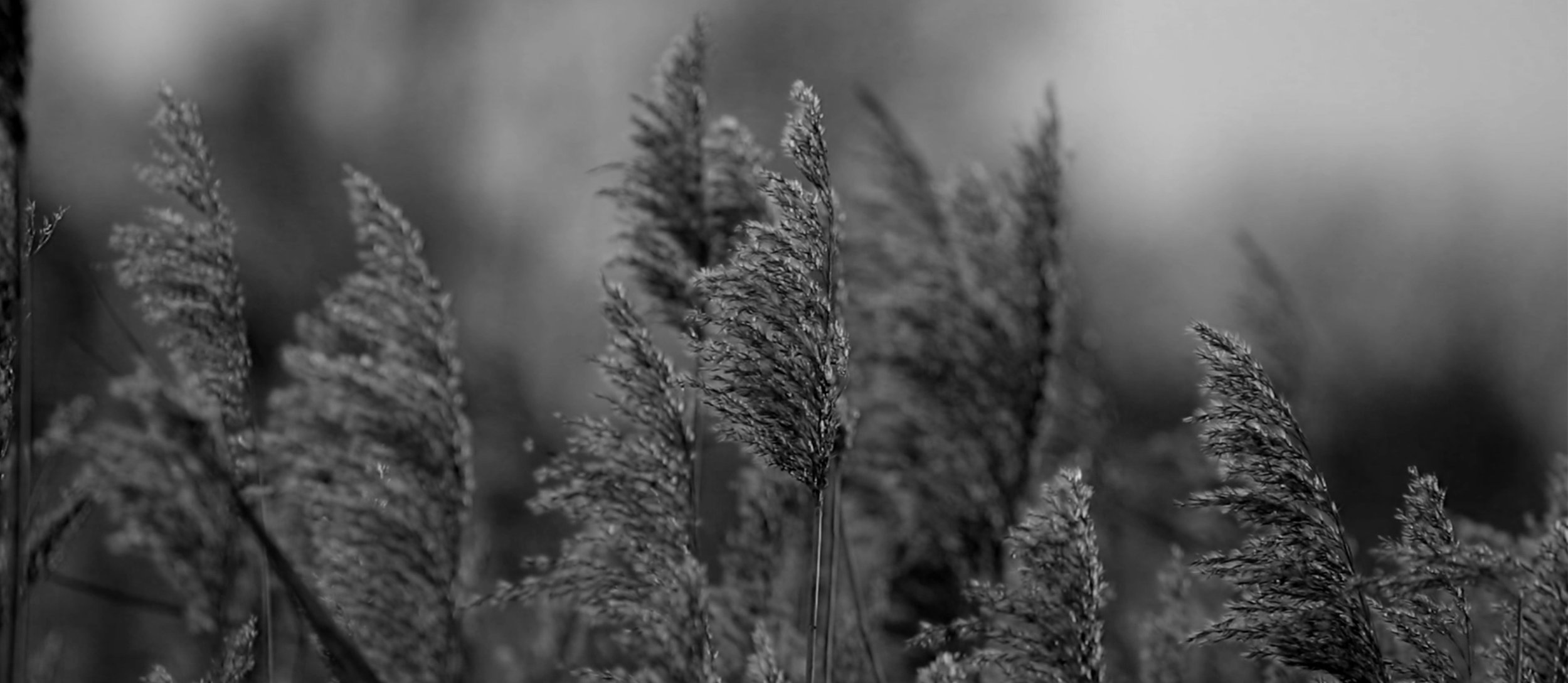 osmosis-starlings-reeds.jpg