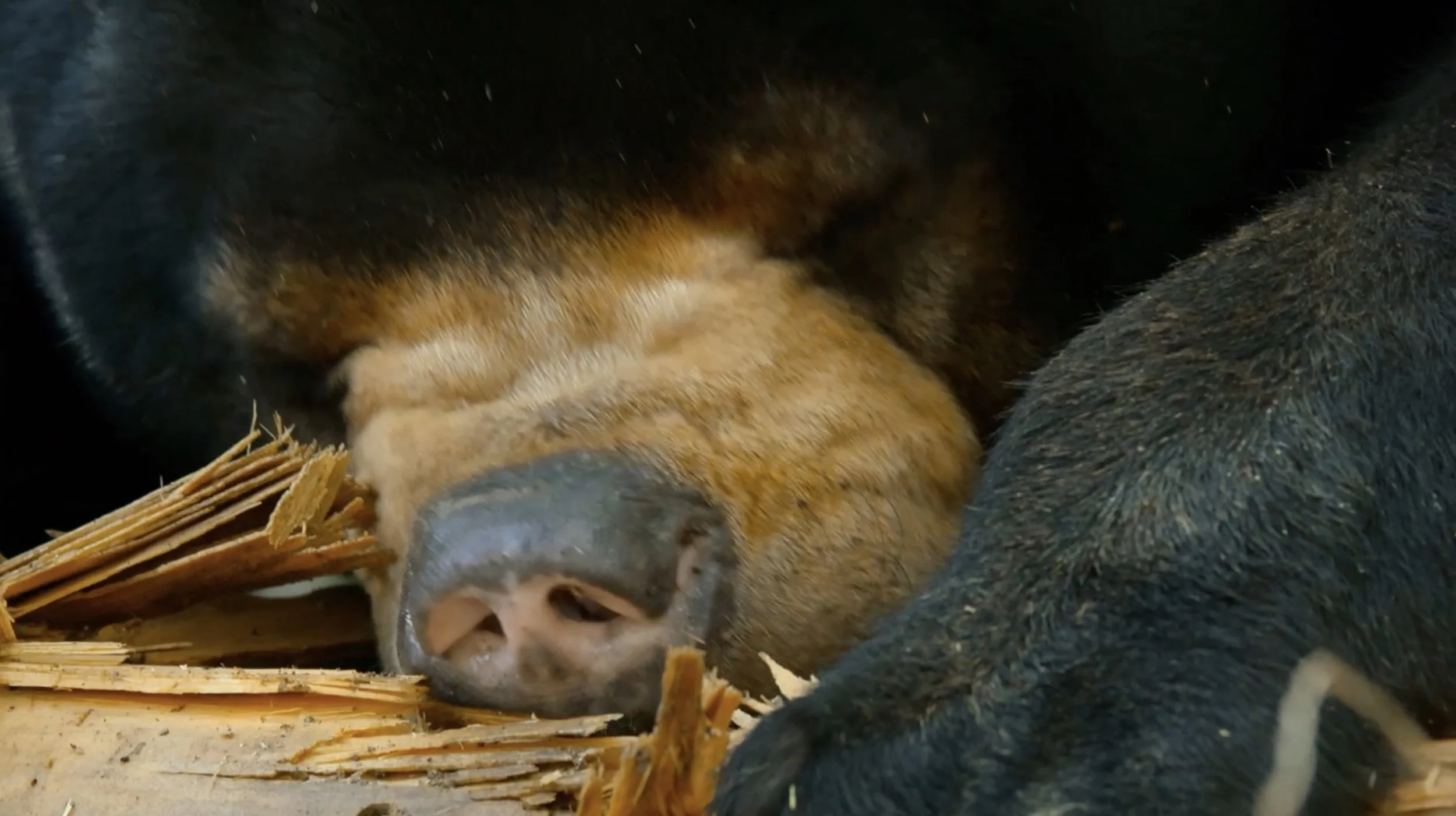 Sun bears / "Bears" / Sequence camera operator