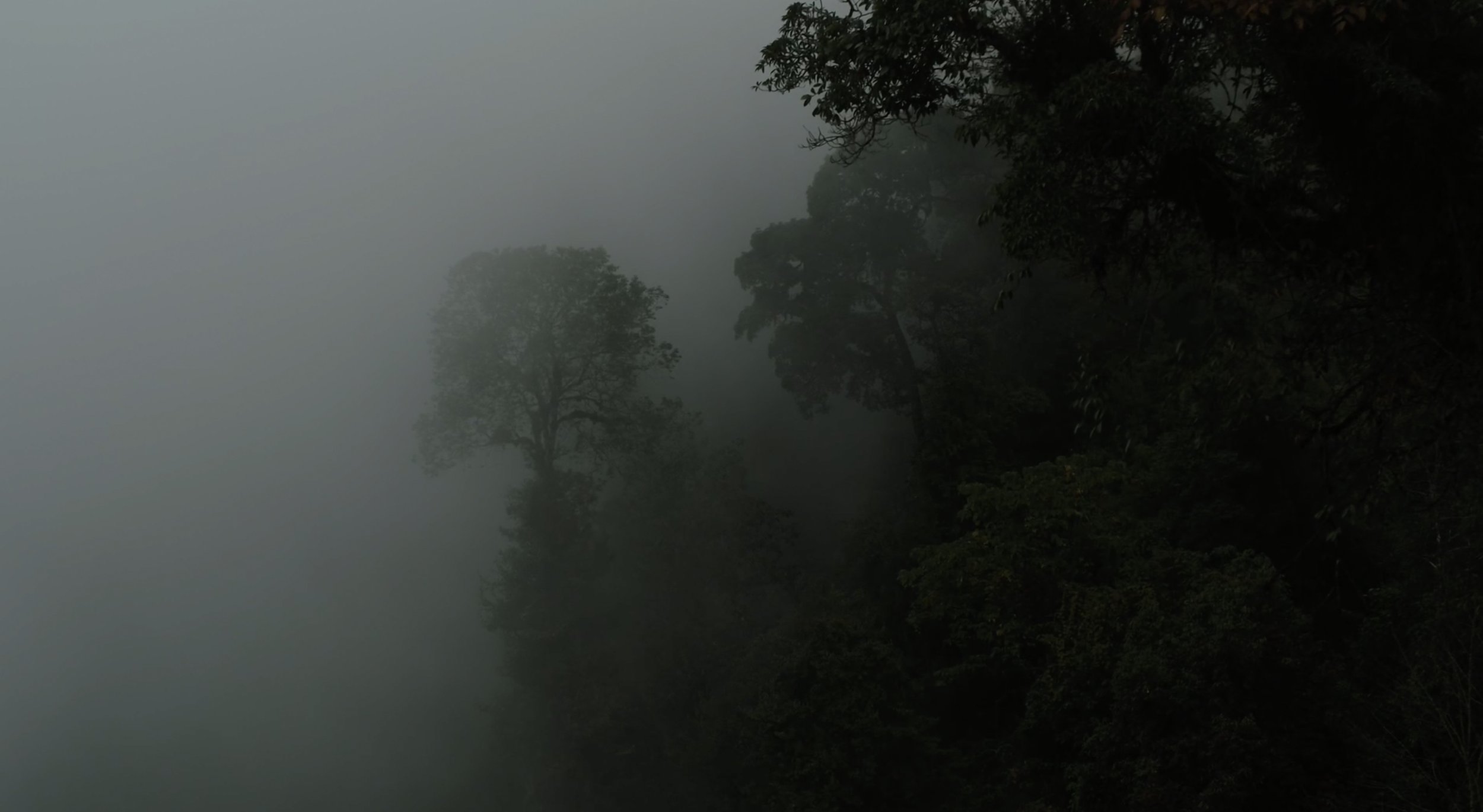 red-panda-himalaya-drone-BBC-NHU-Asia-01.jpg
