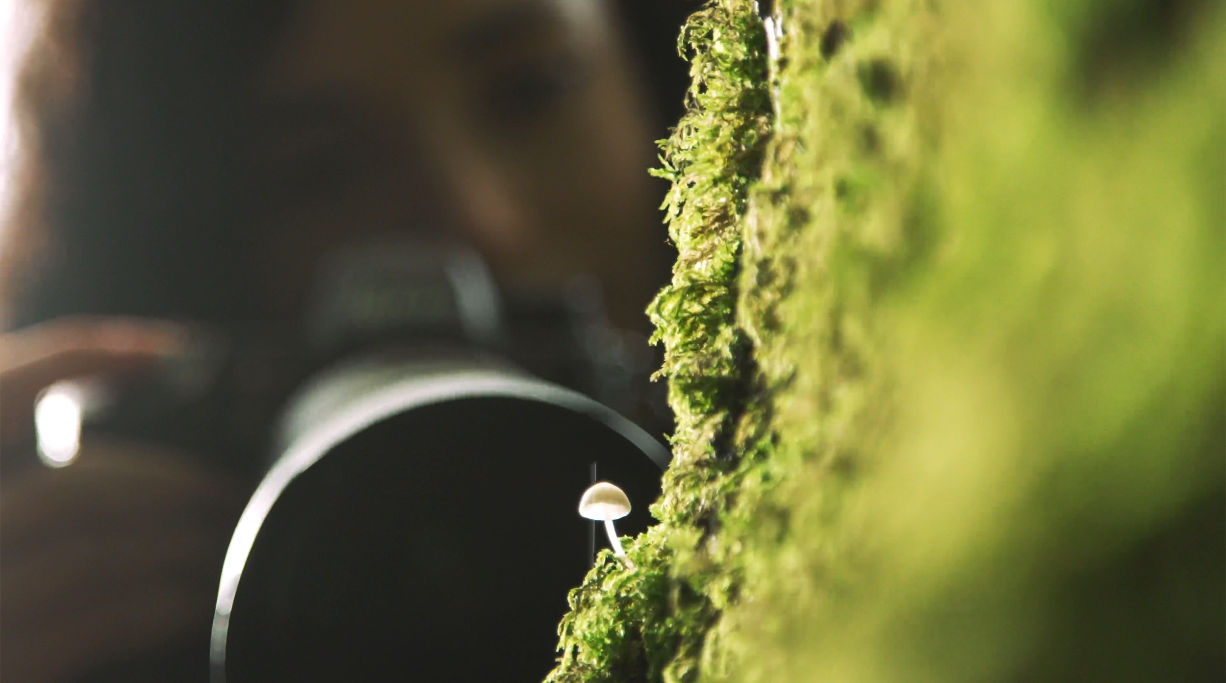 westonbirt_mushroom_photograph.png