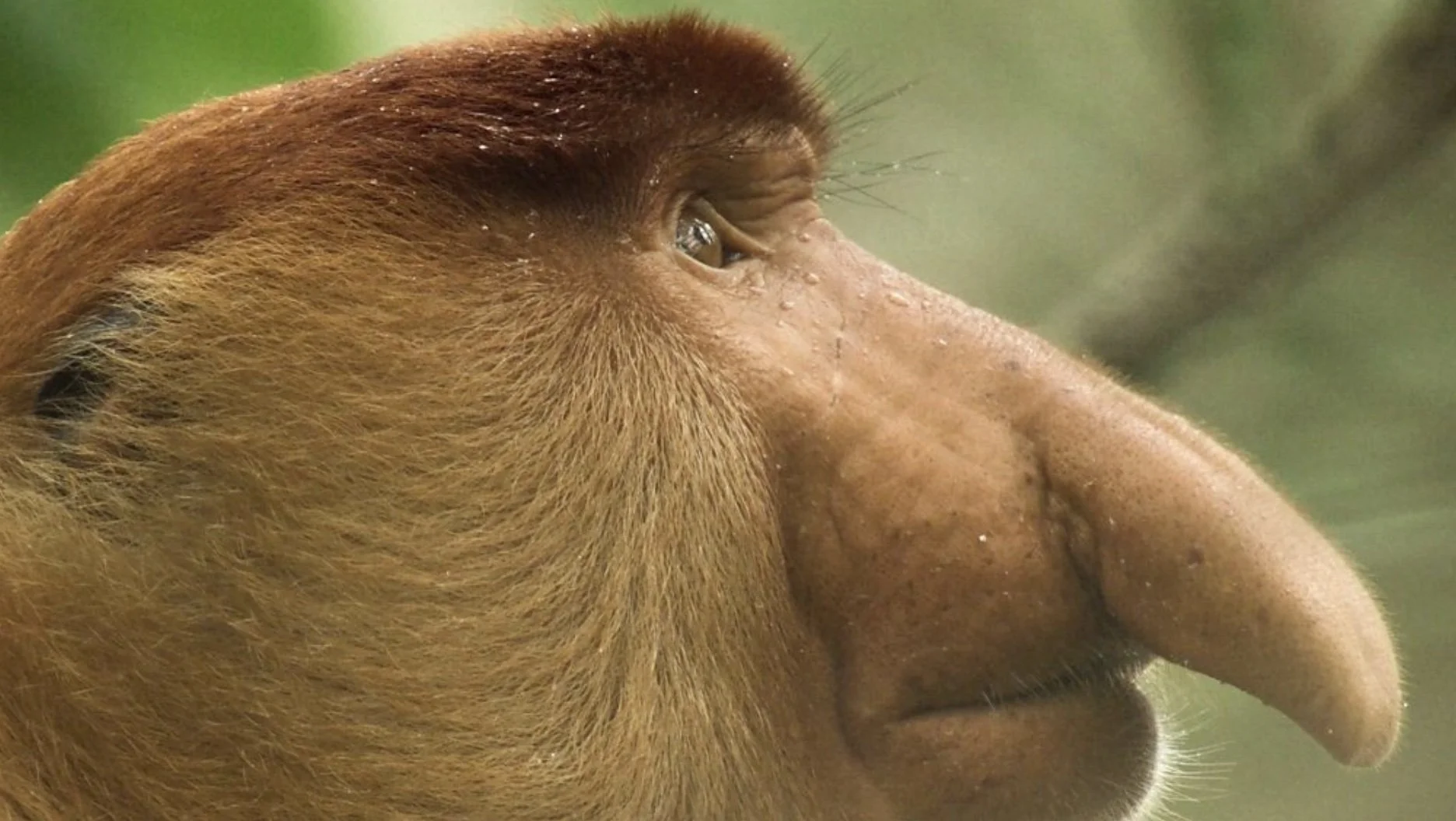 Proboscis monkeys / "Crowded continent" / Sequence camera operator