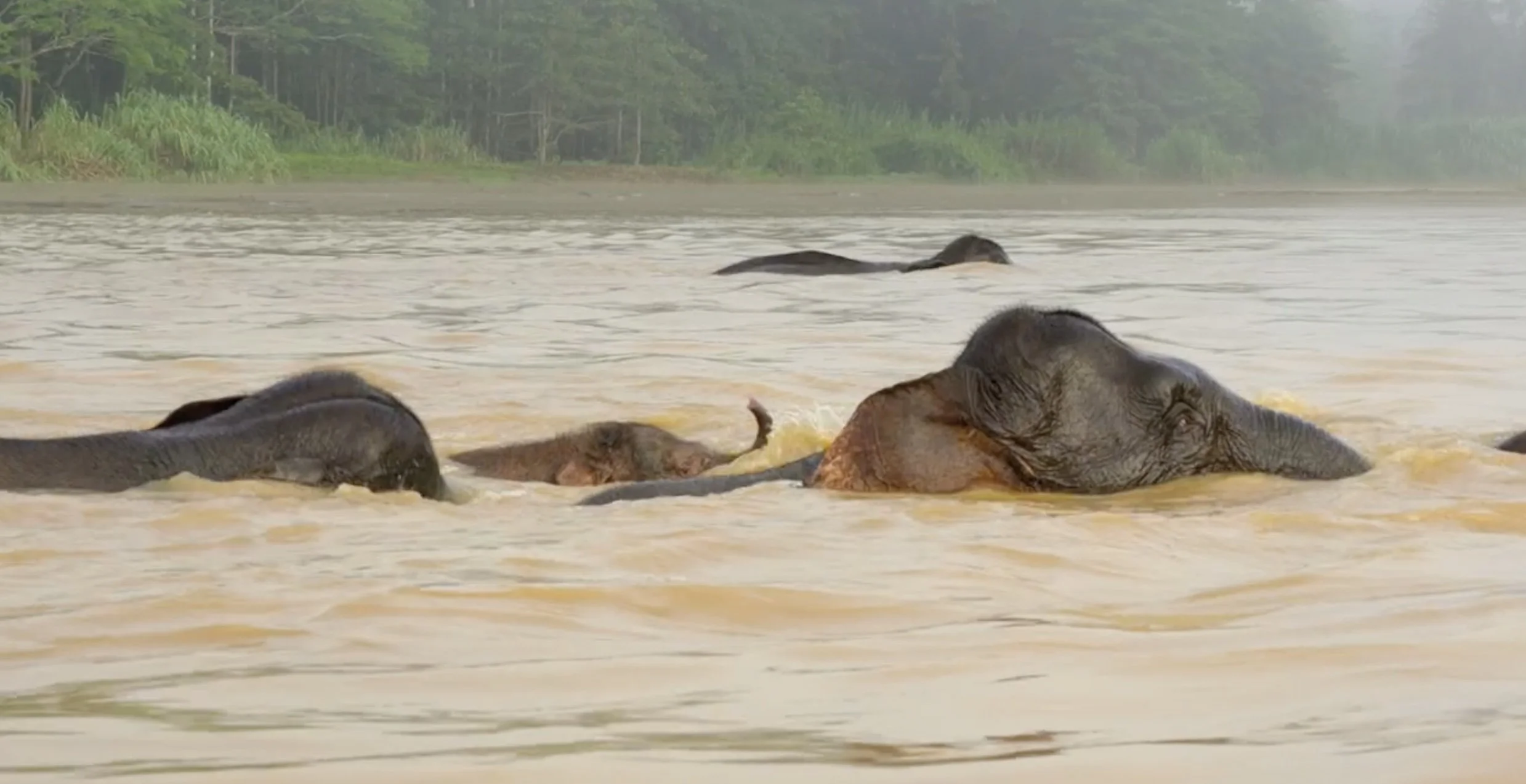 Forest elephants / "Tangled Worlds" / Sequence camera operator & drone
