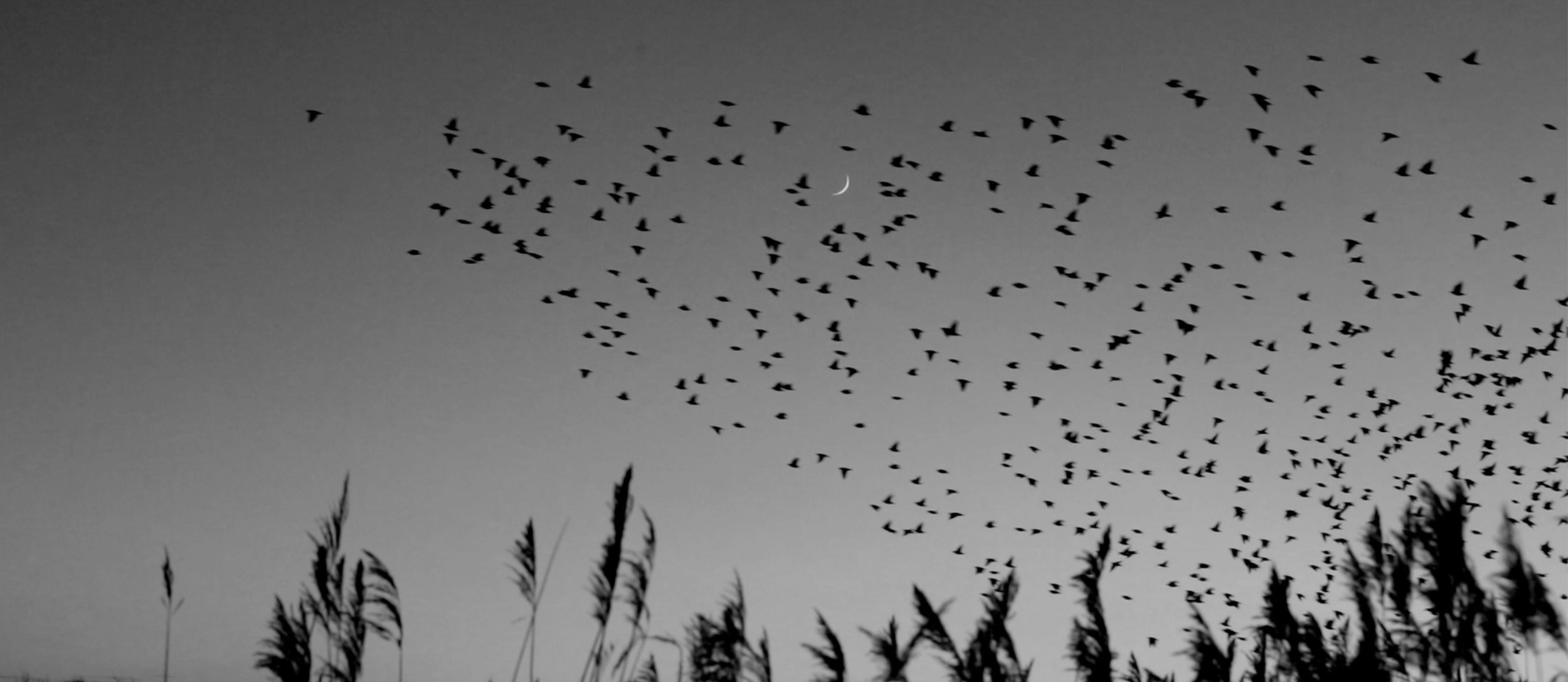 osmosis-starlings-moon.jpg