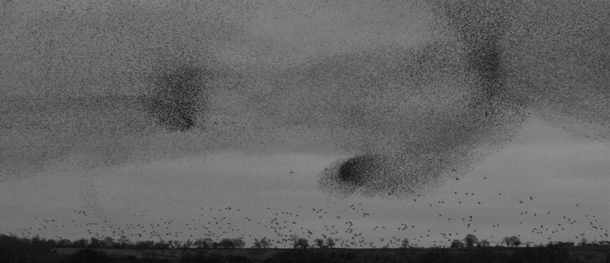 osmosis-starlings-murmur-2.jpg