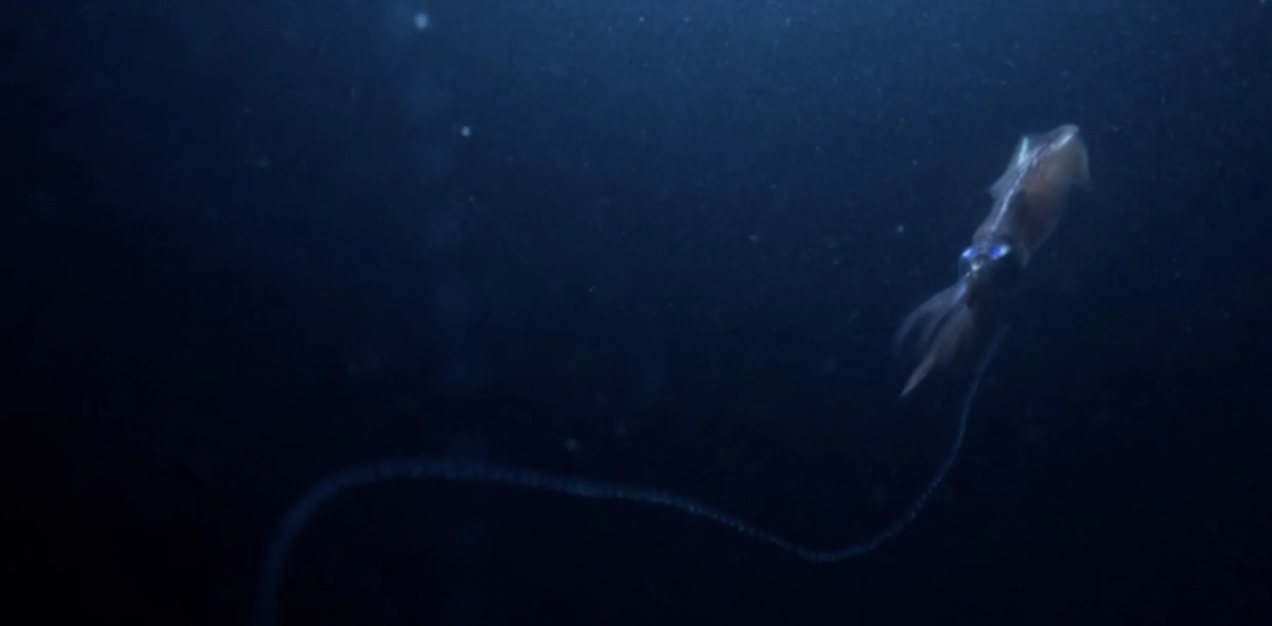 Firefly Squid / "Beneath the Waves" / Camera assistant