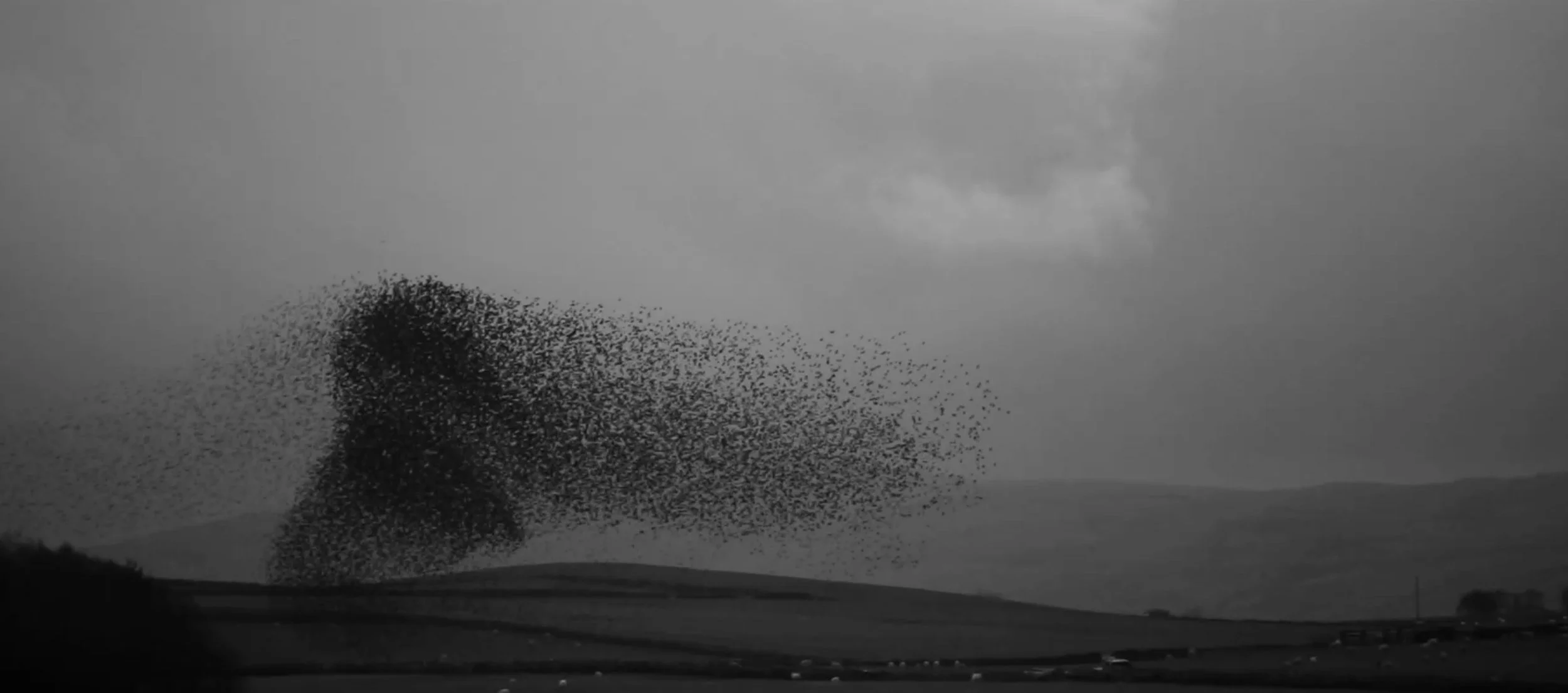 osmosis-starlings-murmur-3.jpg
