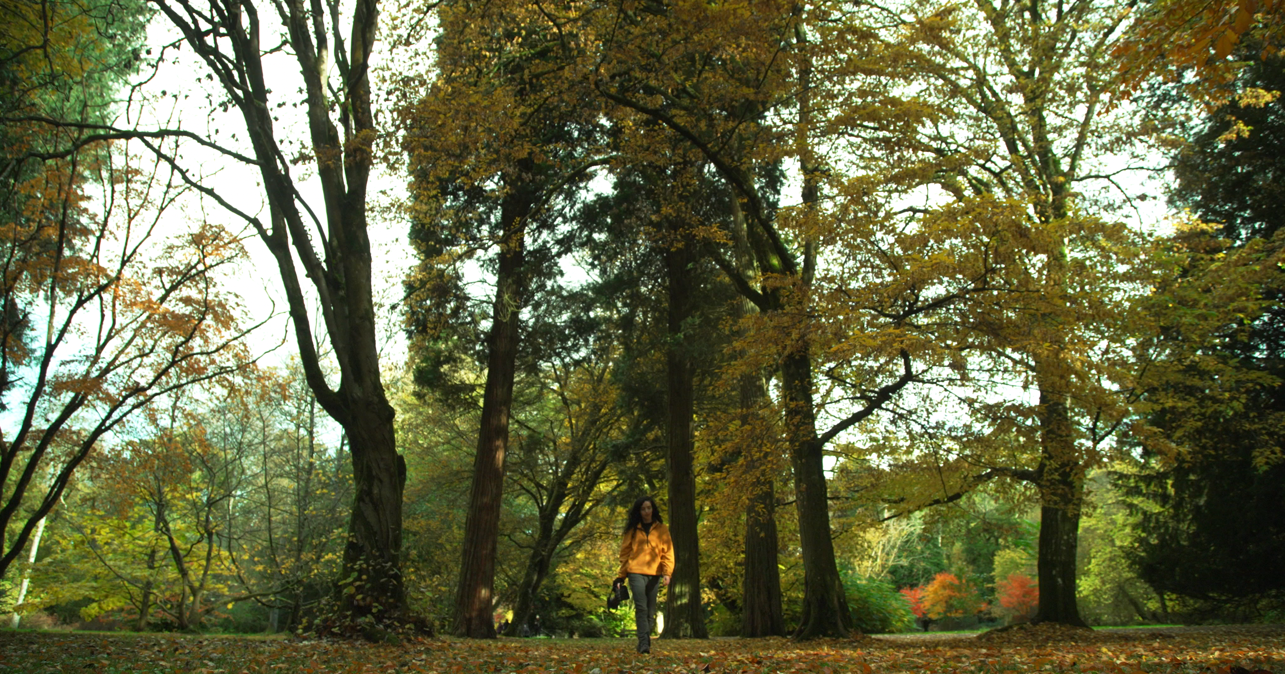 westonbirt_forest_wide-2.png