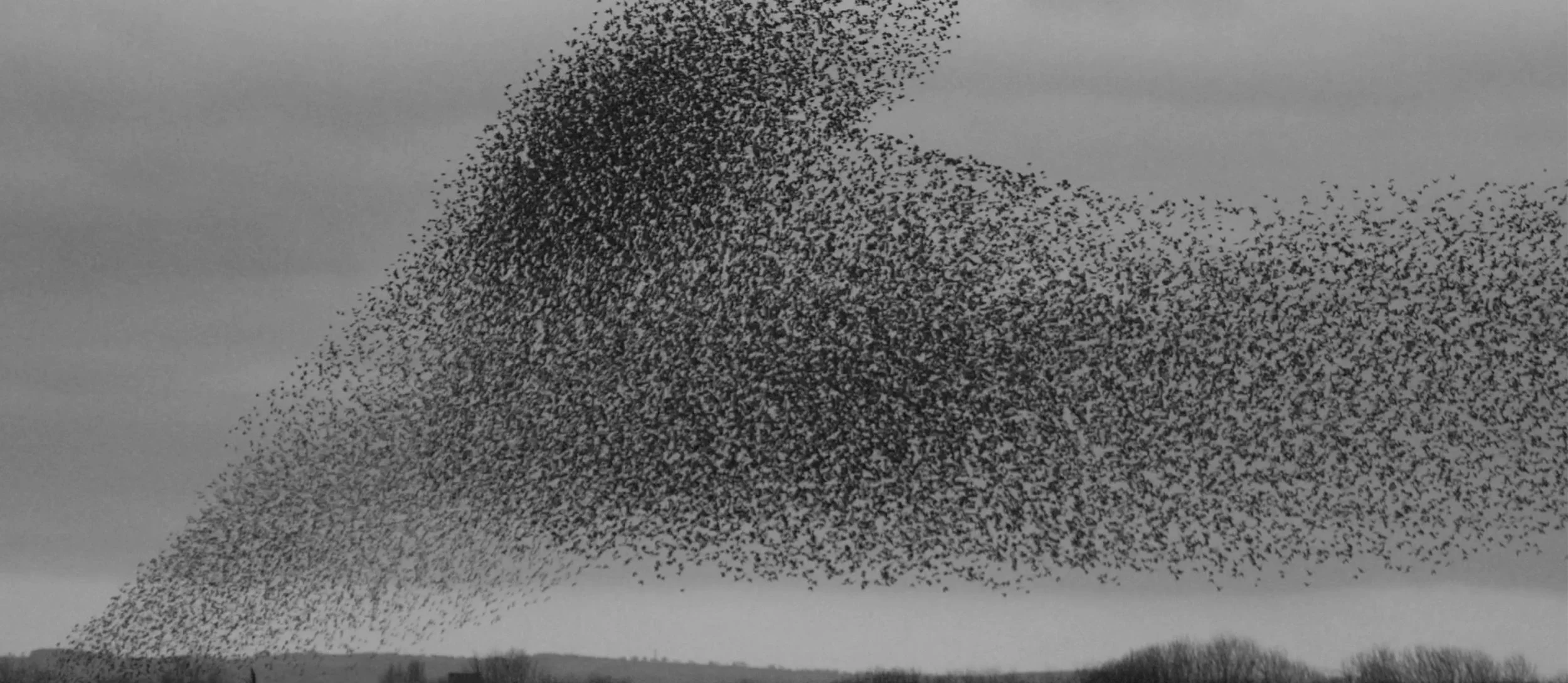 osmosis-starlings-mumur-1.jpg