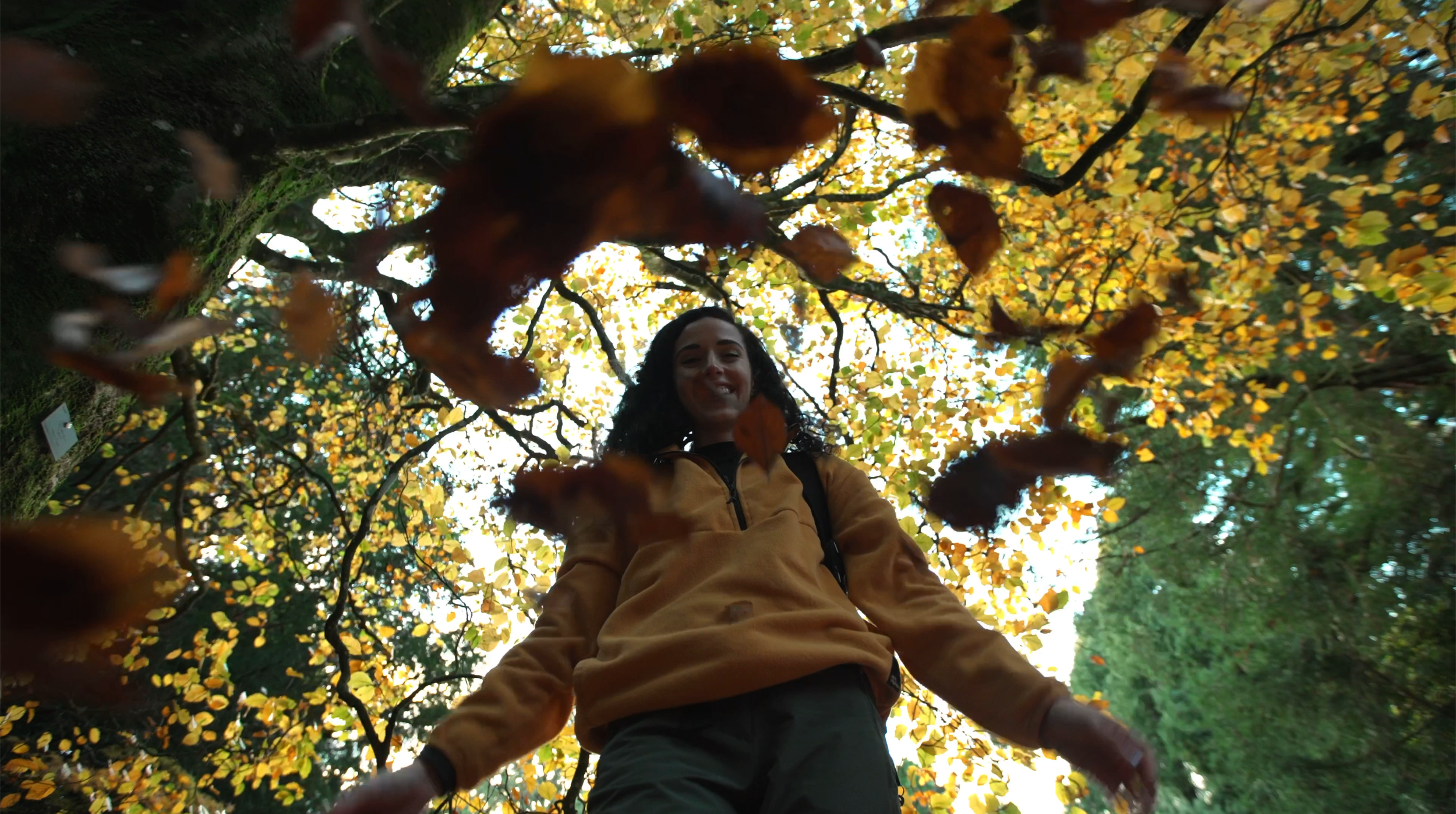 westonbirt_leaves_into_lens.png