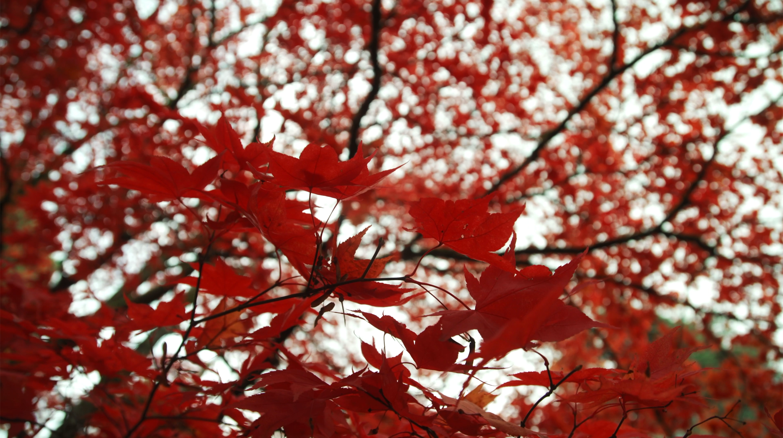 westonbirt_forest_texture.png