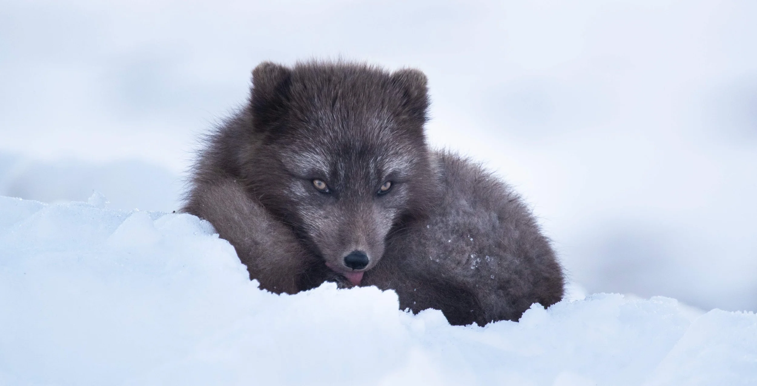 Arctic Foxes / "Dogs" / Sequence camera operator