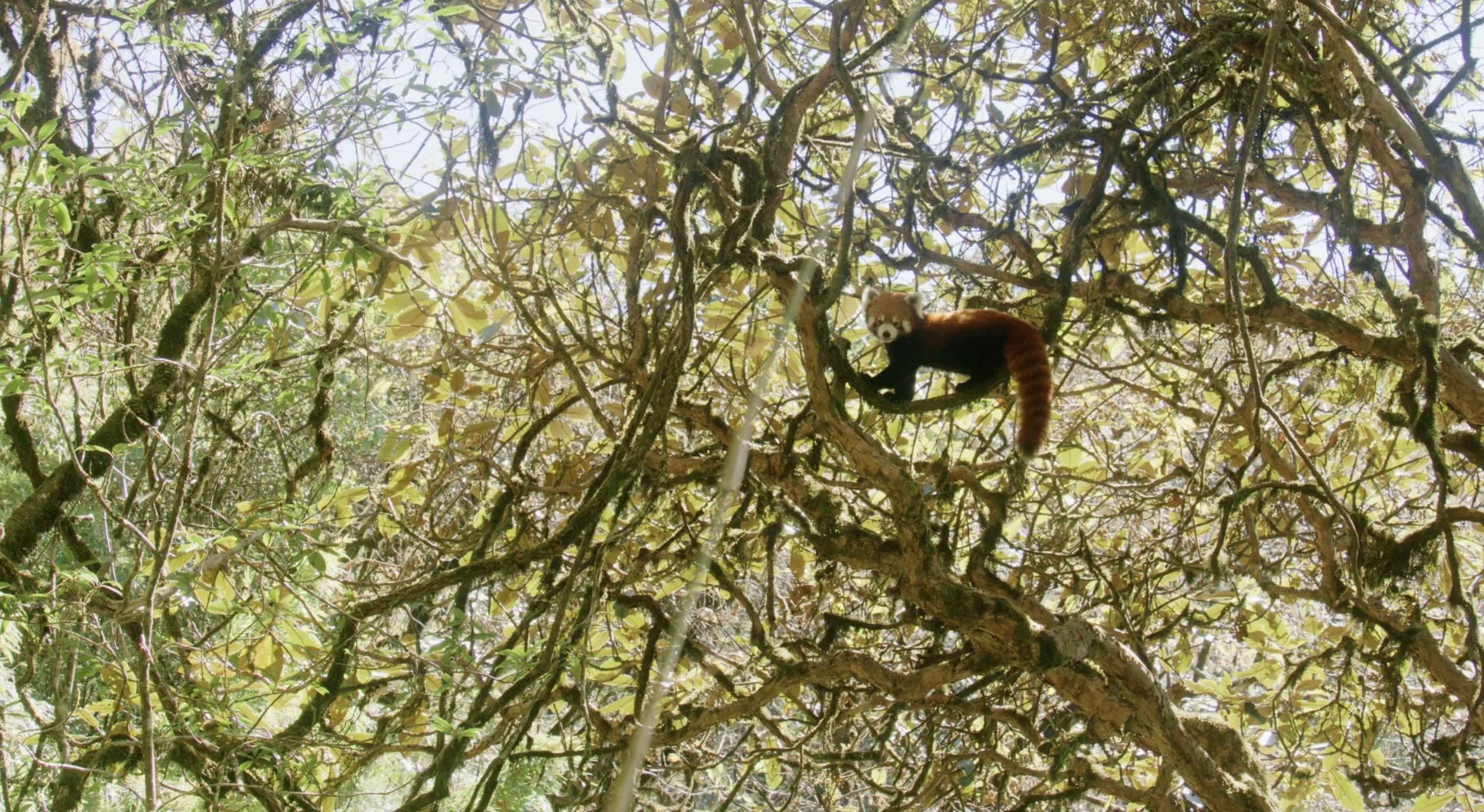 red-panda-wide-BBC-NHU-Asia-05.jpg