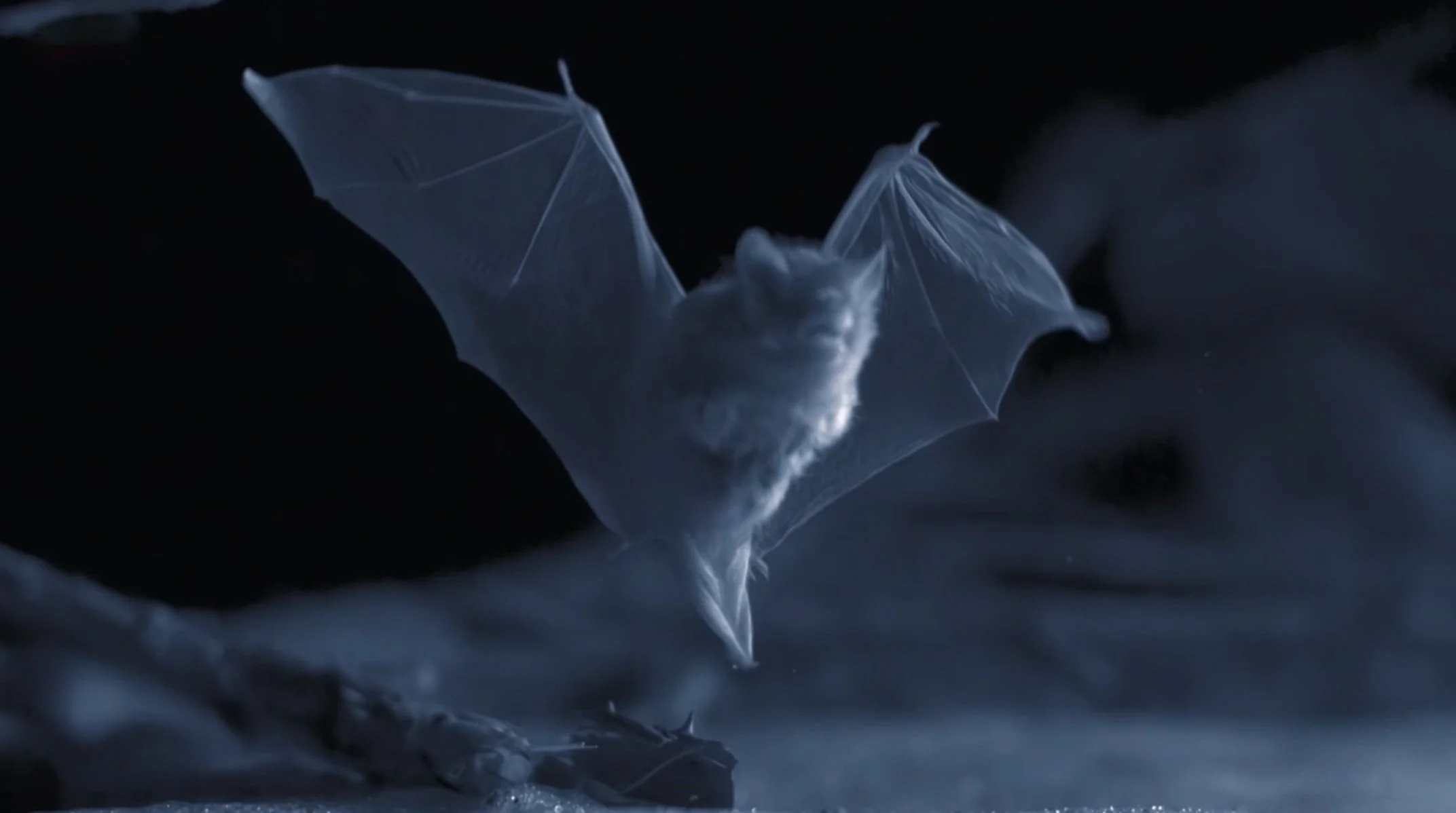 frozen-bats-mid-BBC-NHU-Asia-01.jpg