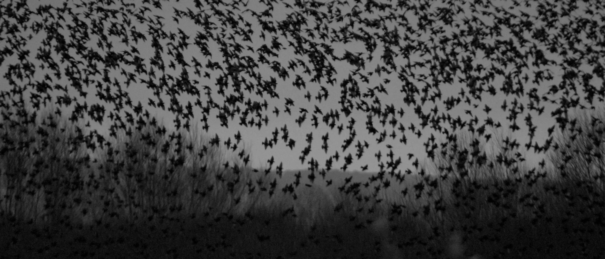 osmosis-starlings-density.jpg