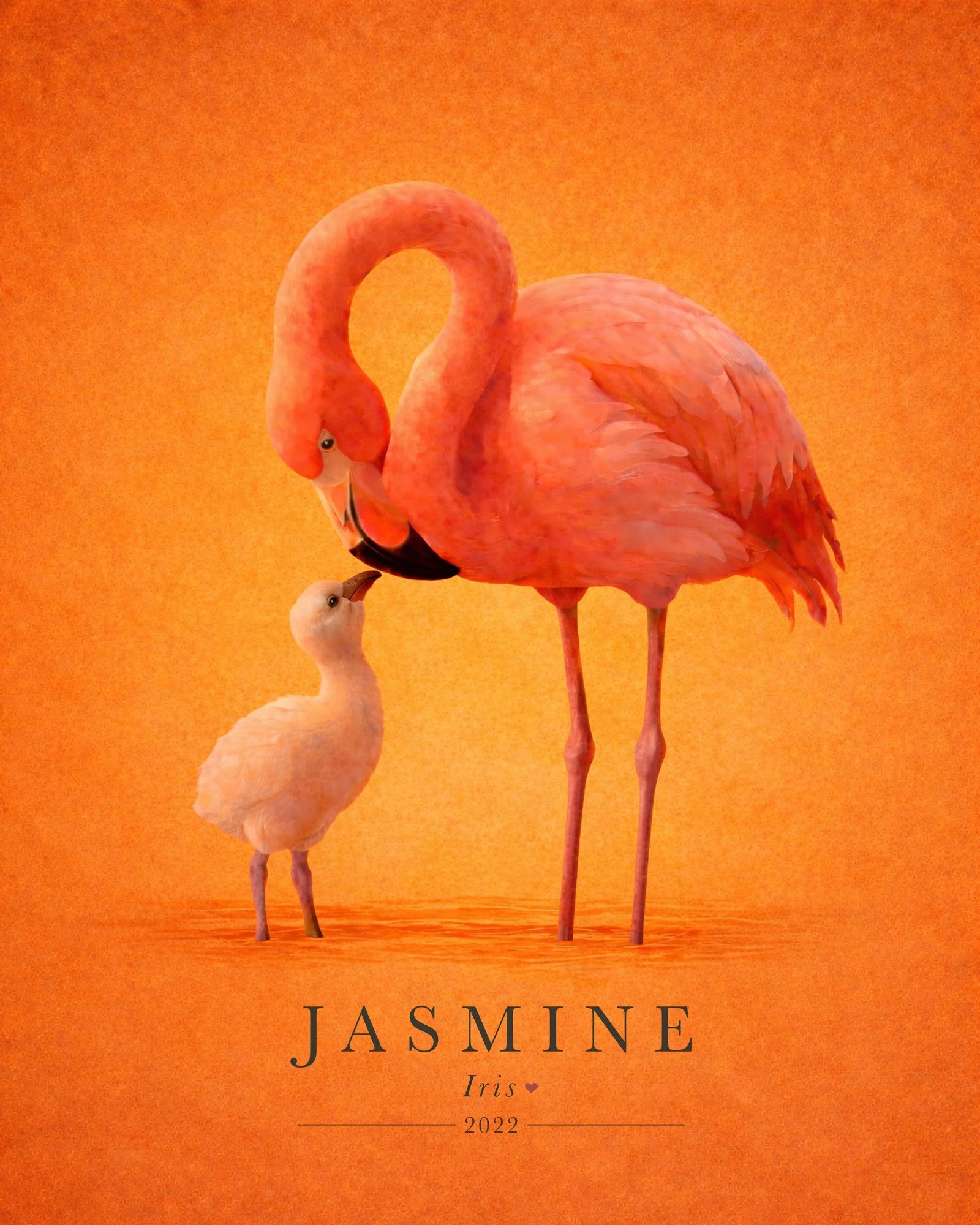 Flamingo_Chick_1.jpg